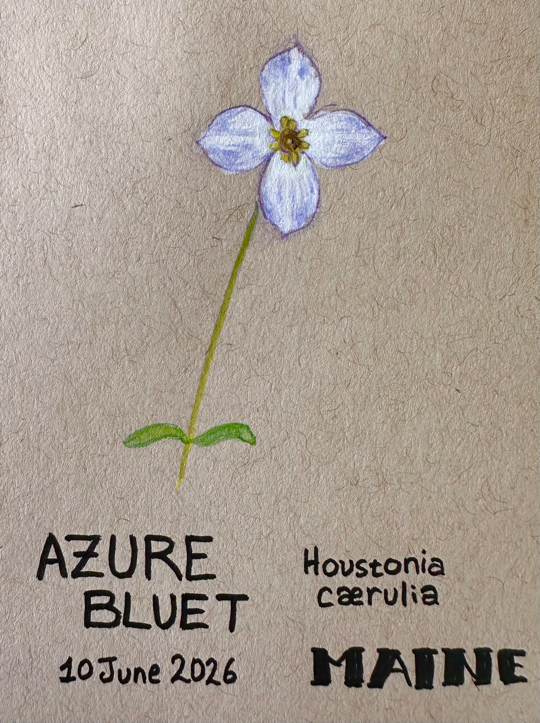 A hand-drawn illustration of an Azure Bluet flower is shown with labels including the date 10 June 2026 and the location Maine.