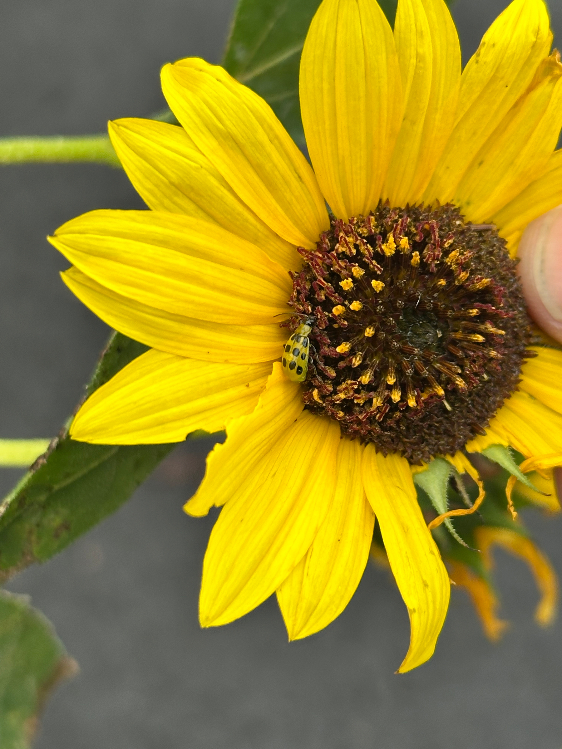 A yellow sunflower with a spotted green and black beetle on its petals is being gently held by a person's fingers.