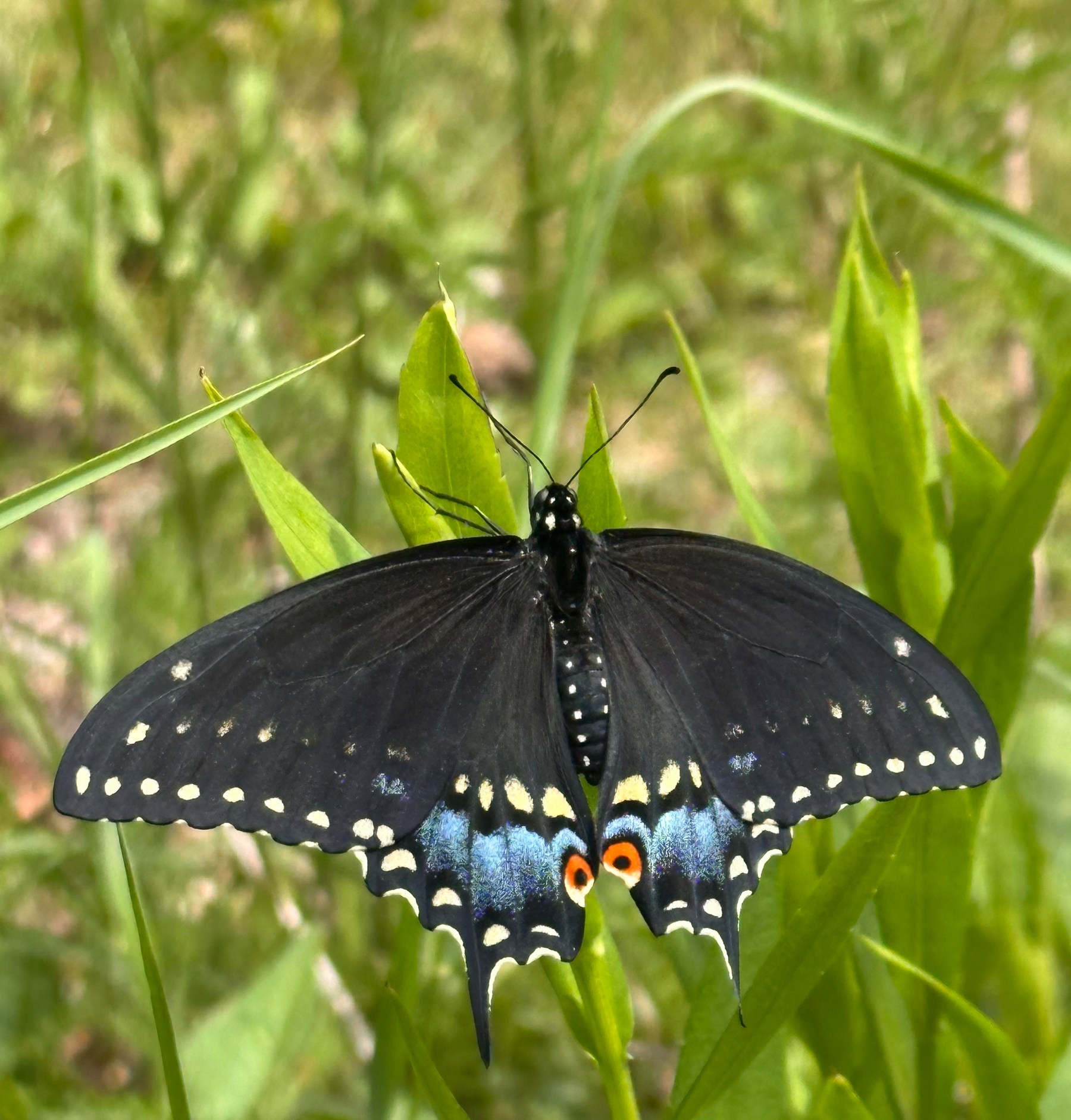 A black butterfly with blue and orange markings is perched on green leaves in a grassy area.