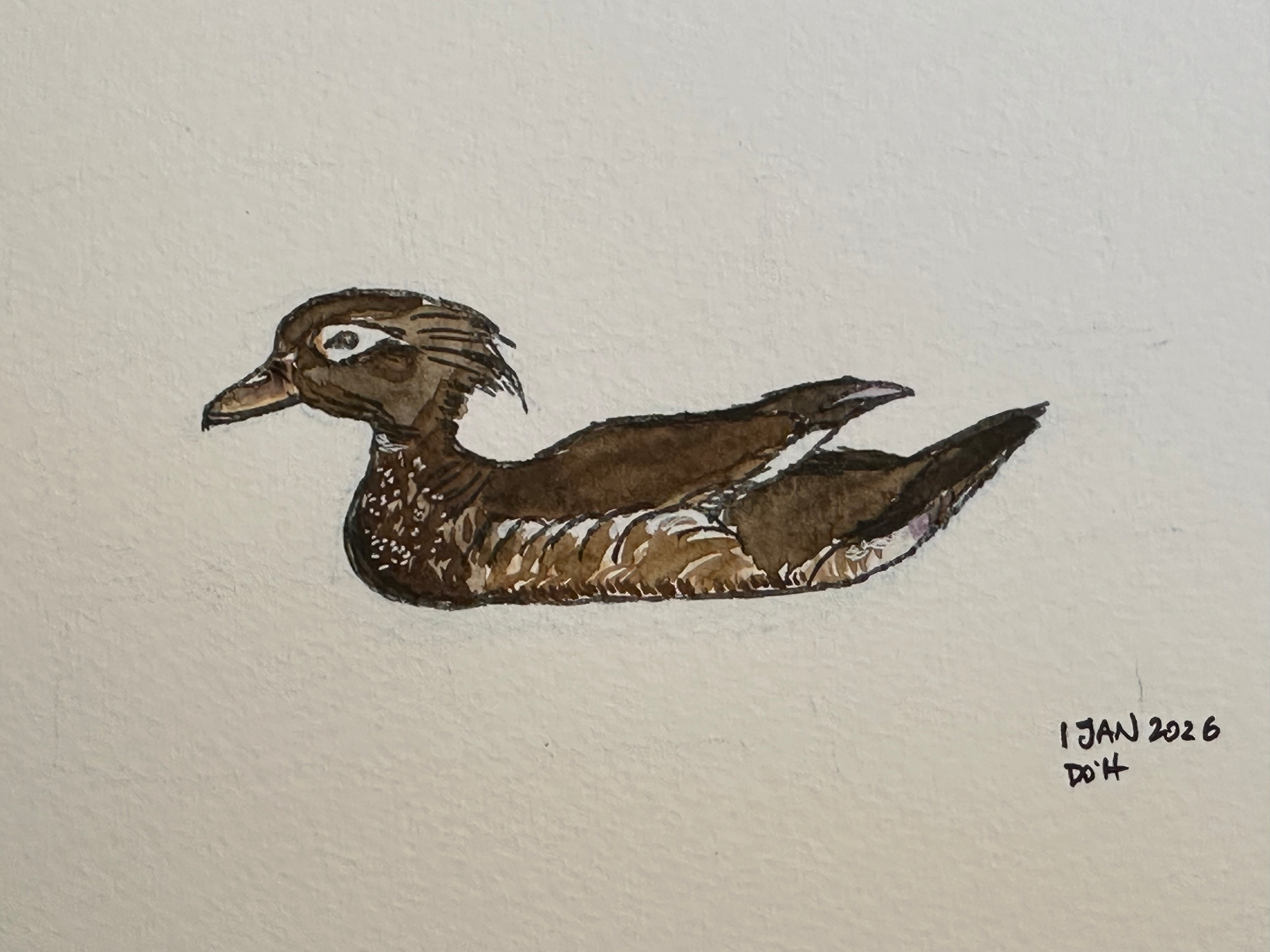A watercolor painting depicts a duck with brown plumage, accompanied by the date 1 Jan 2026 and initials DOH.