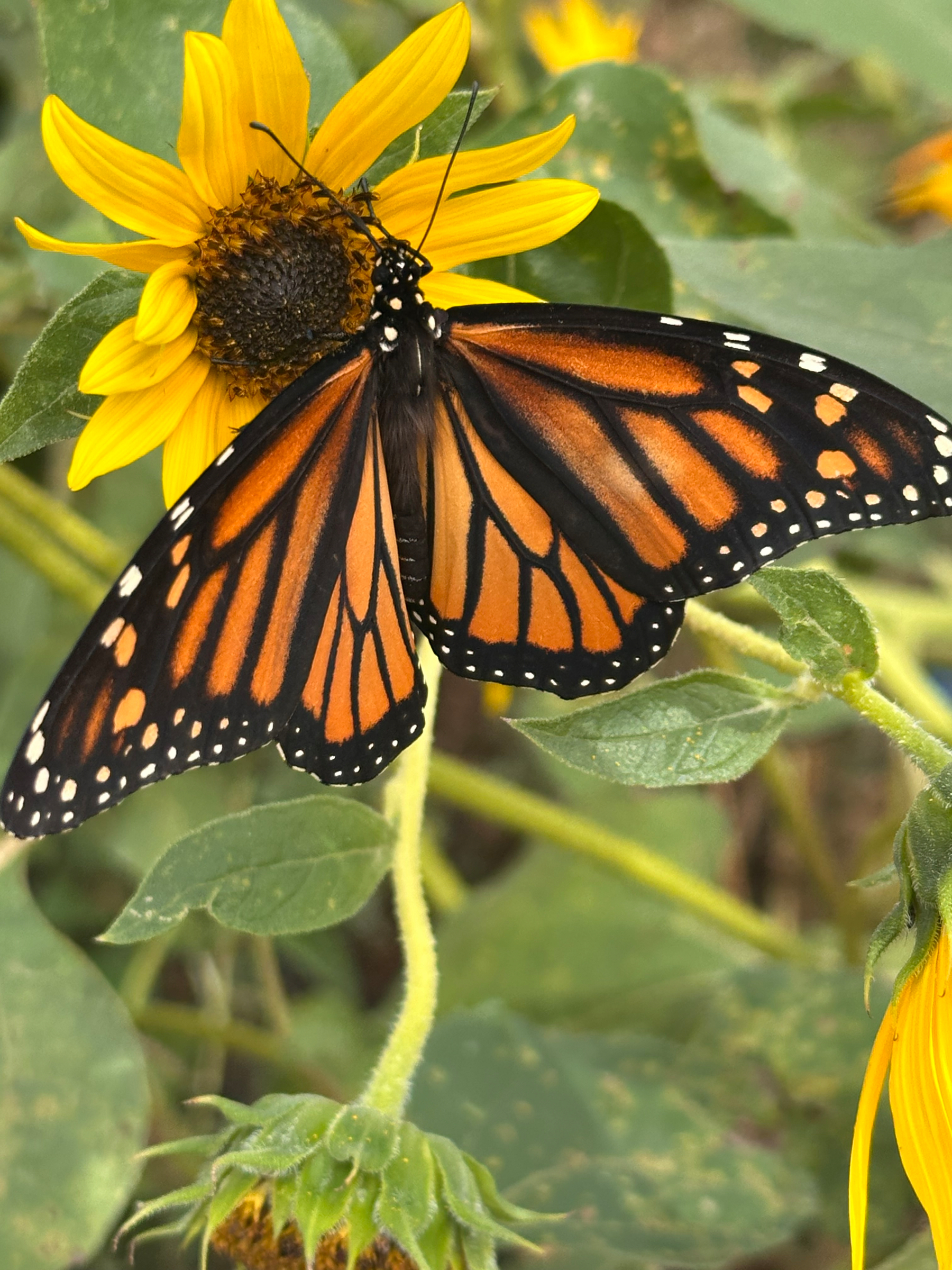 A vibrant monarch butterfly is perched on a yellow sunflower surrounded by green leaves.