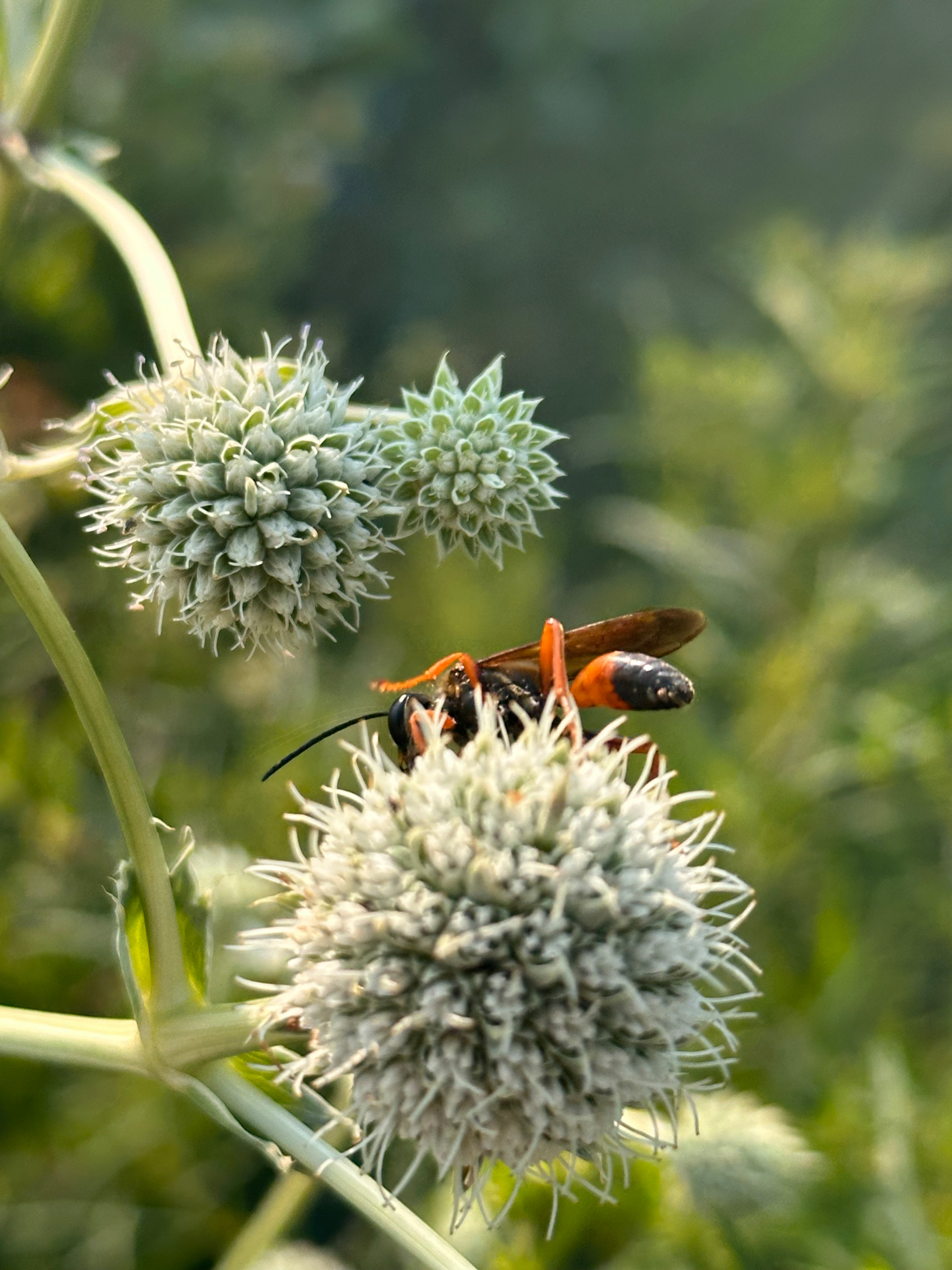 A close-up of a wasp perched on a spiky, spherical flower bud with a blurred green background. Sphex wasp.