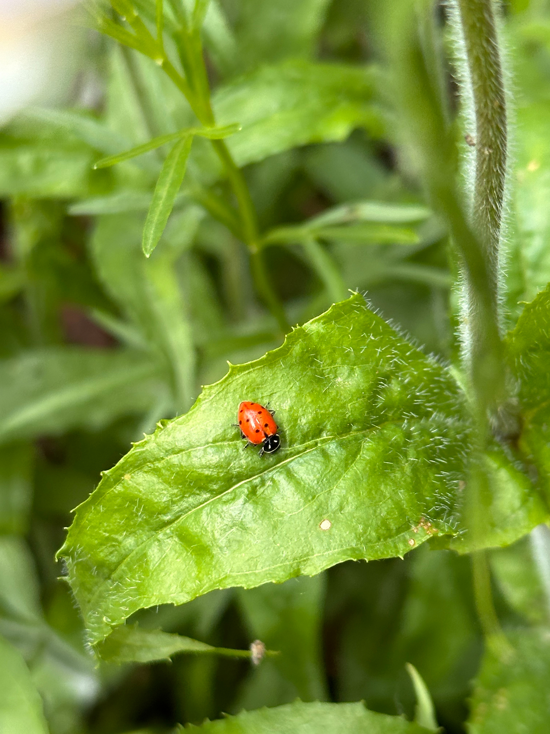 A small red ladybug with black spots sits on a textured green leaf surrounded by lush foliage.