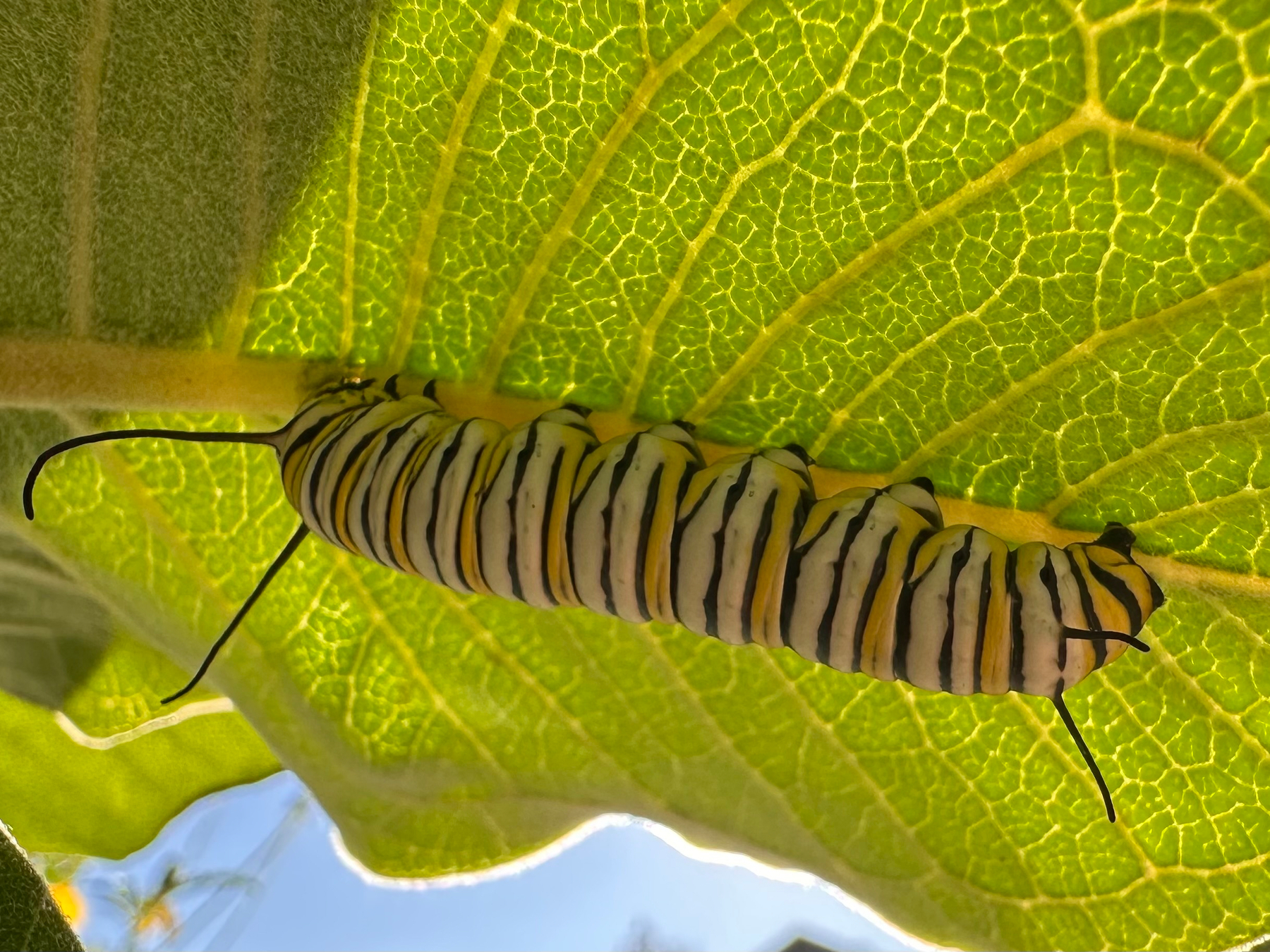 A caterpillar with black, white, and yellow stripes is resting beneath a sunlit green leaf.