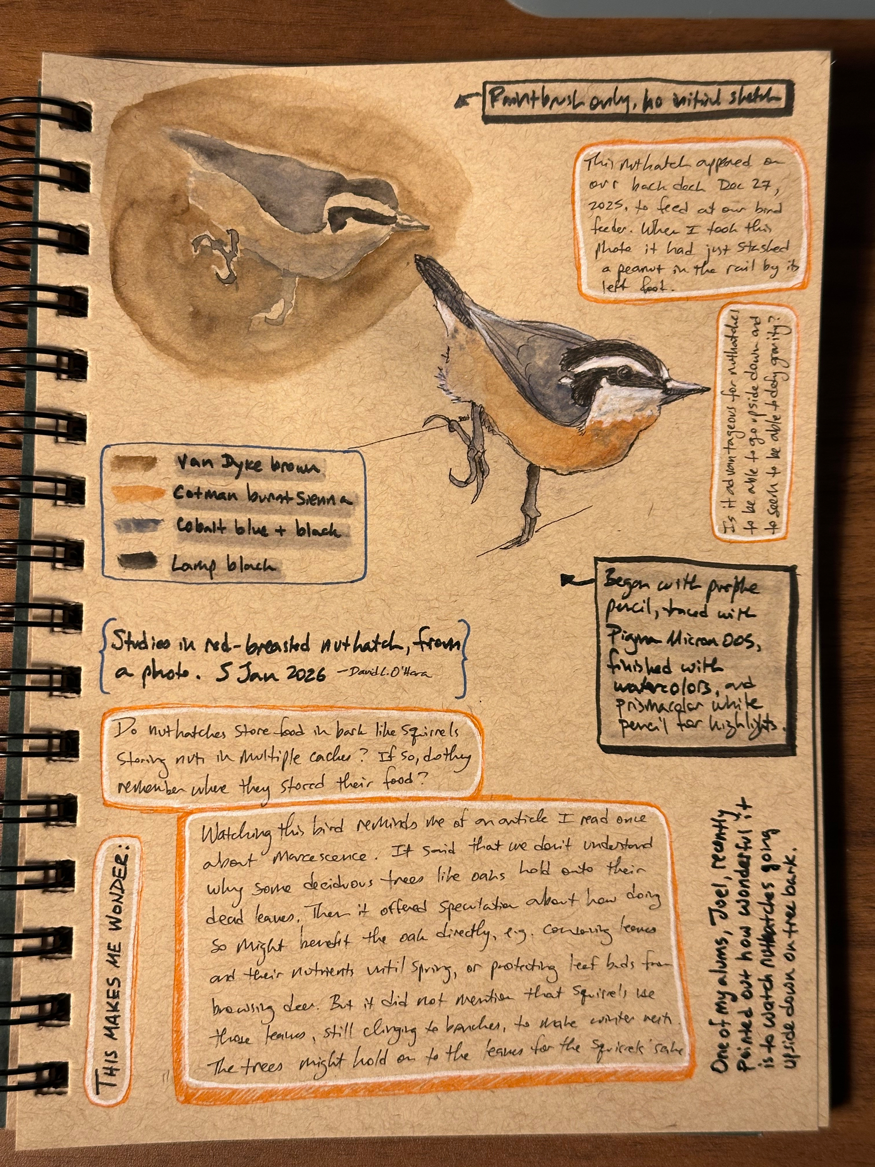 A journal page features a detailed illustration and notes about a red-breasted nuthatch, with annotations, color swatches, and observations.