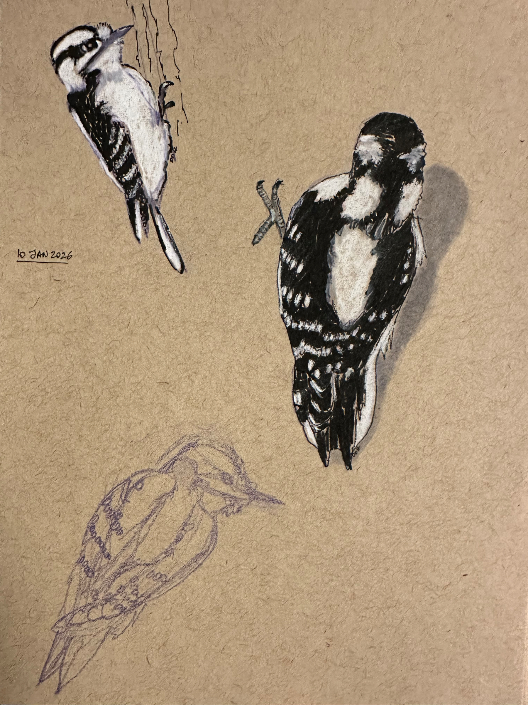 Three illustrations of a woodpecker, including two fully detailed drawings and one unfinished sketch, are displayed on a textured background.