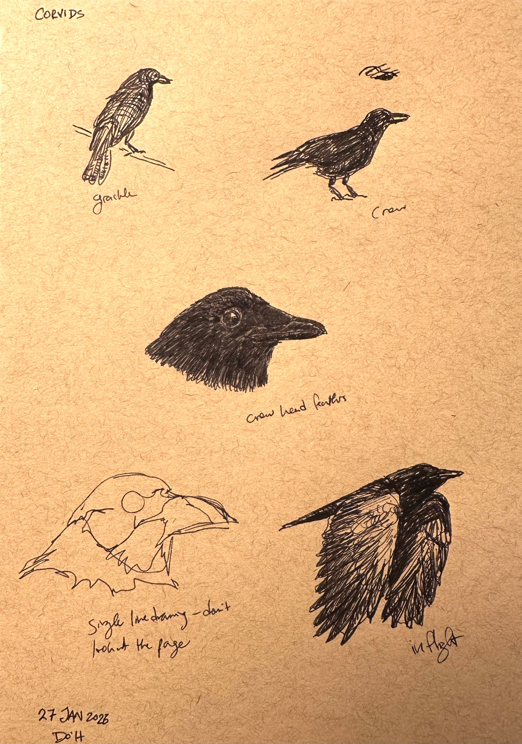 Various sketches of crows, including a perched crow, a crow head close-up, a crow in flight, and a contour drawing, are drawn on a textured paper.