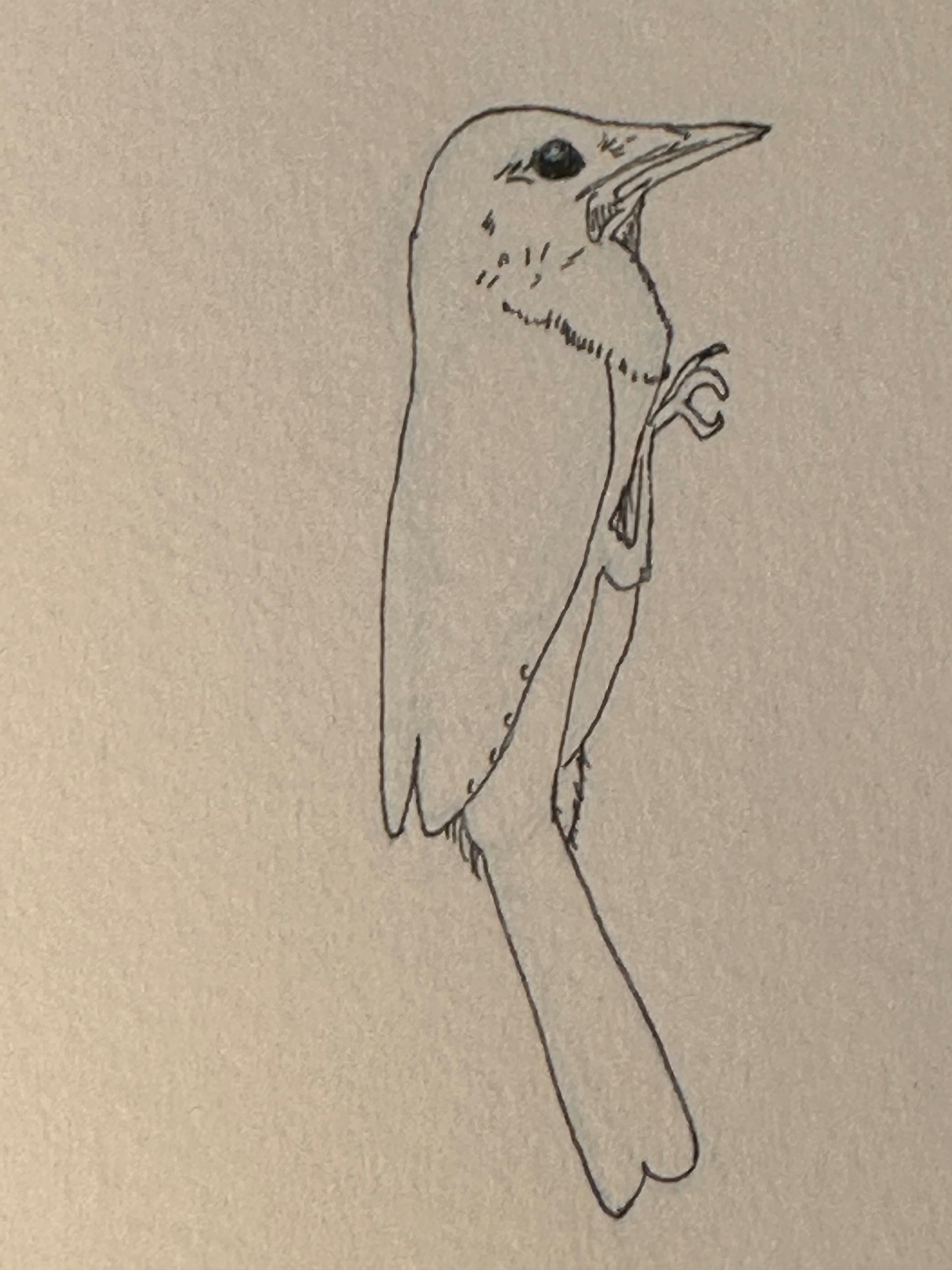 A simple line drawing of a bird perched in profile, showcasing minimal details.