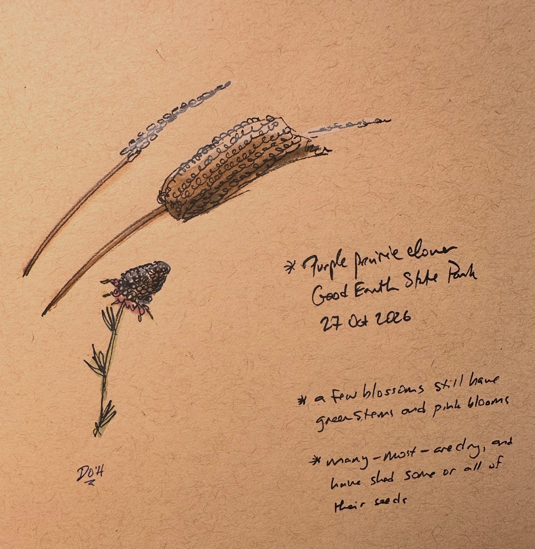 Three detailed botanical sketches of different dried plants are accompanied by handwritten notes about purple prairie clover observed at Good Earth State Park on October 27, 2026.