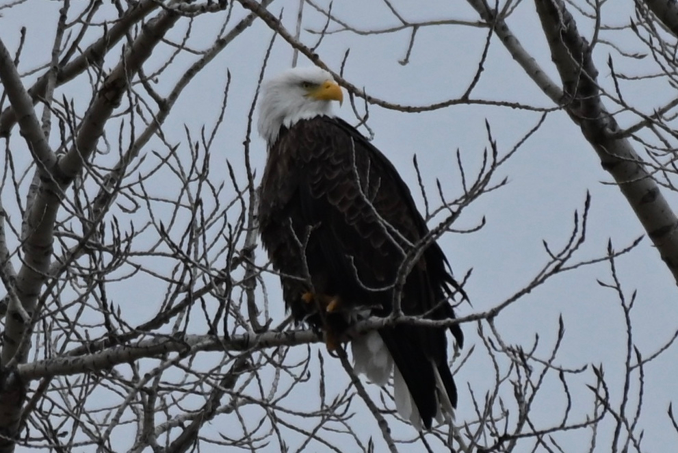 A bald eagle is perched on a bare tree branch against a gray sky.