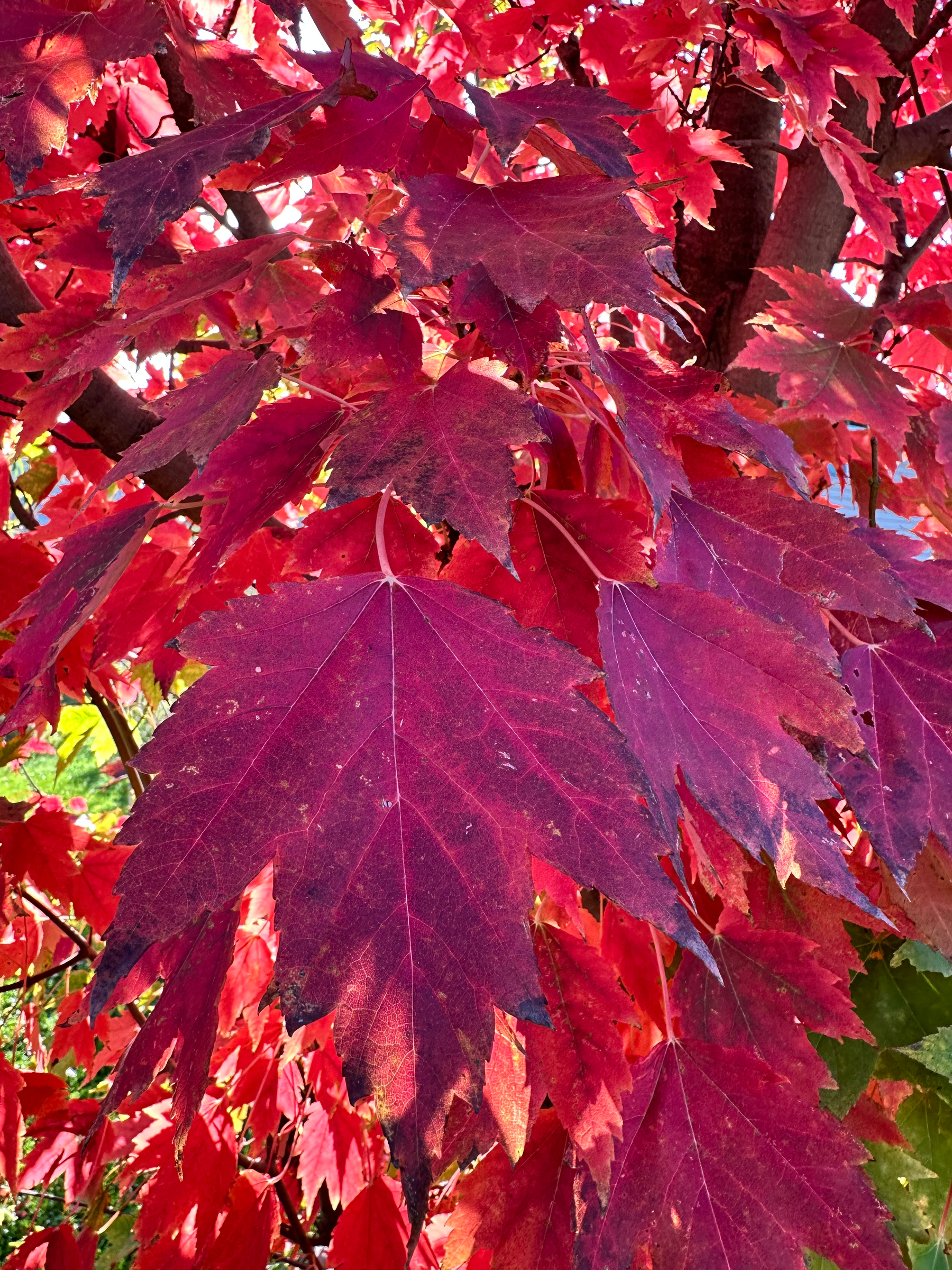 Vibrant red and purple maple leaves densely cover the branches of a tree.