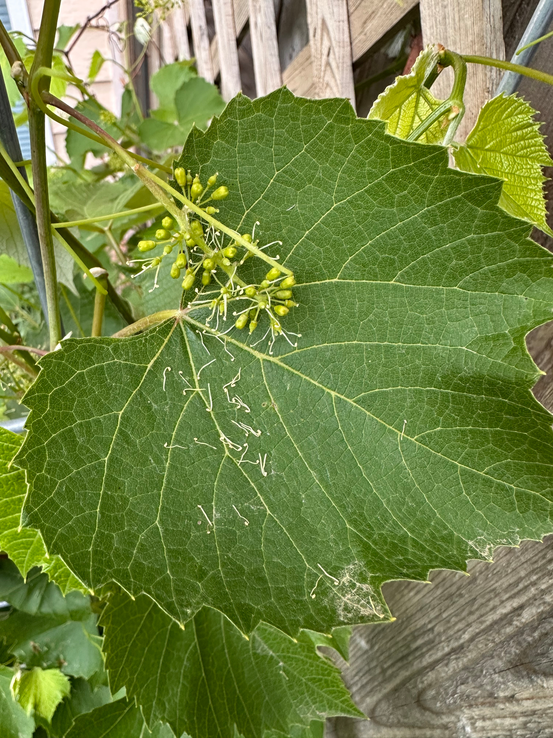 A large green grapevine leaf with a cluster of small, budding flowers hangs against a wooden lattice background.