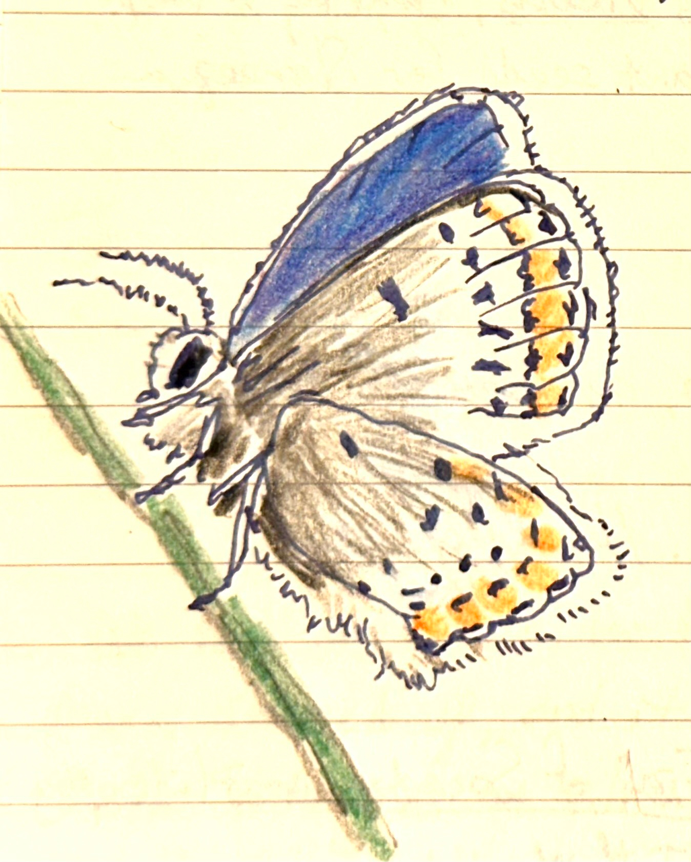 A detailed hand-drawn and colored butterfly is perched on a green stem against a lined paper background.