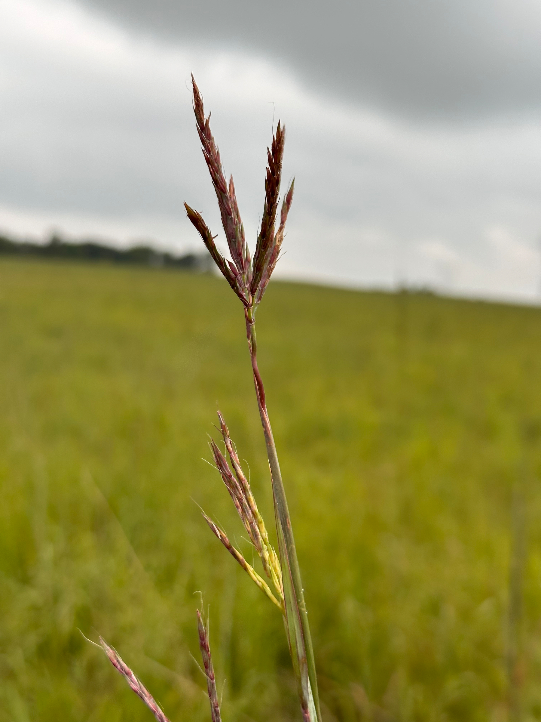 A single stalk of wild grass with reddish-brown seed heads stands prominently against a blurred green field and an overcast sky. Big bluestem. 