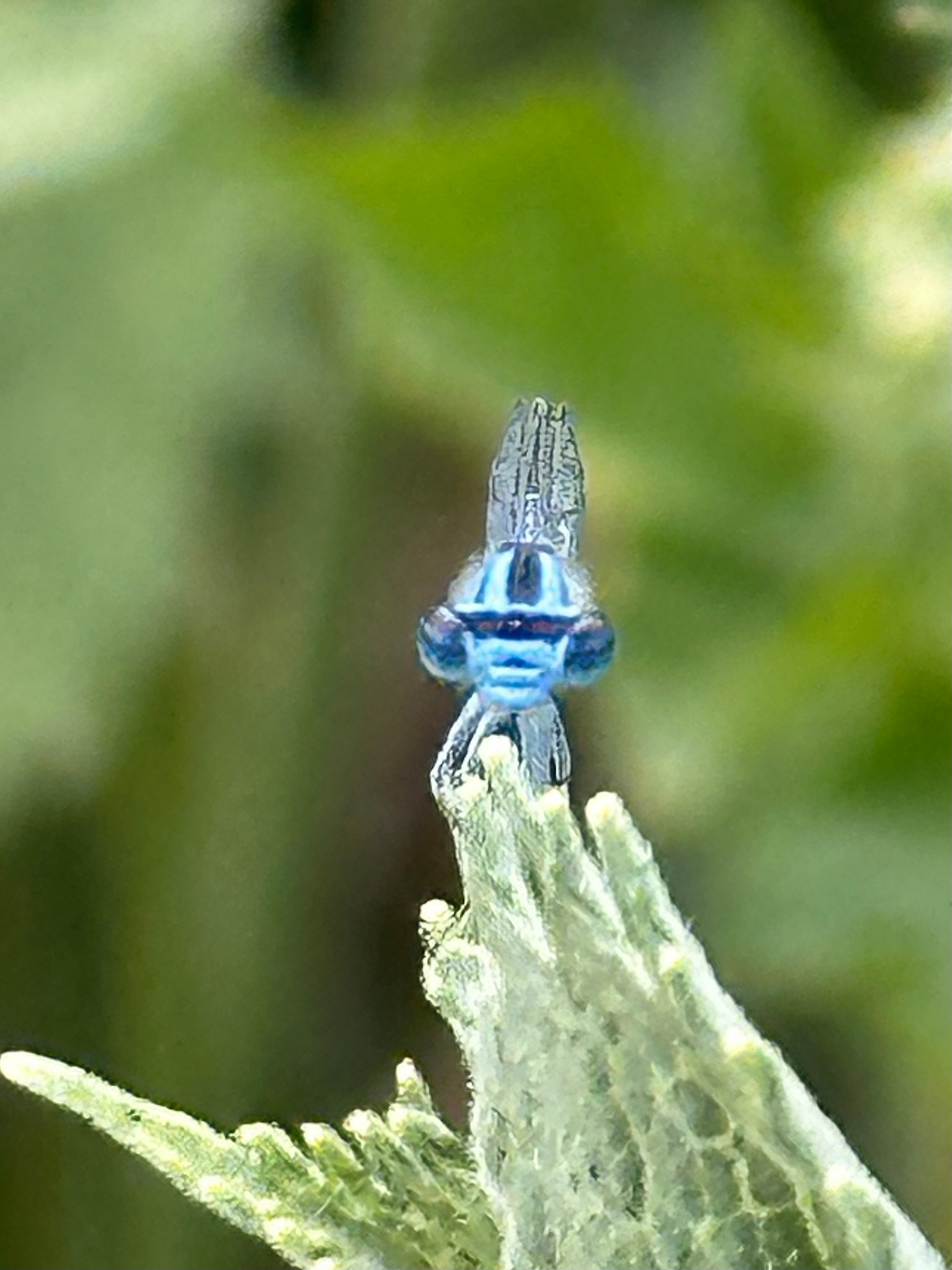 A close-up view shows a blue damselfly perched on a green leaf with a blurred natural background.