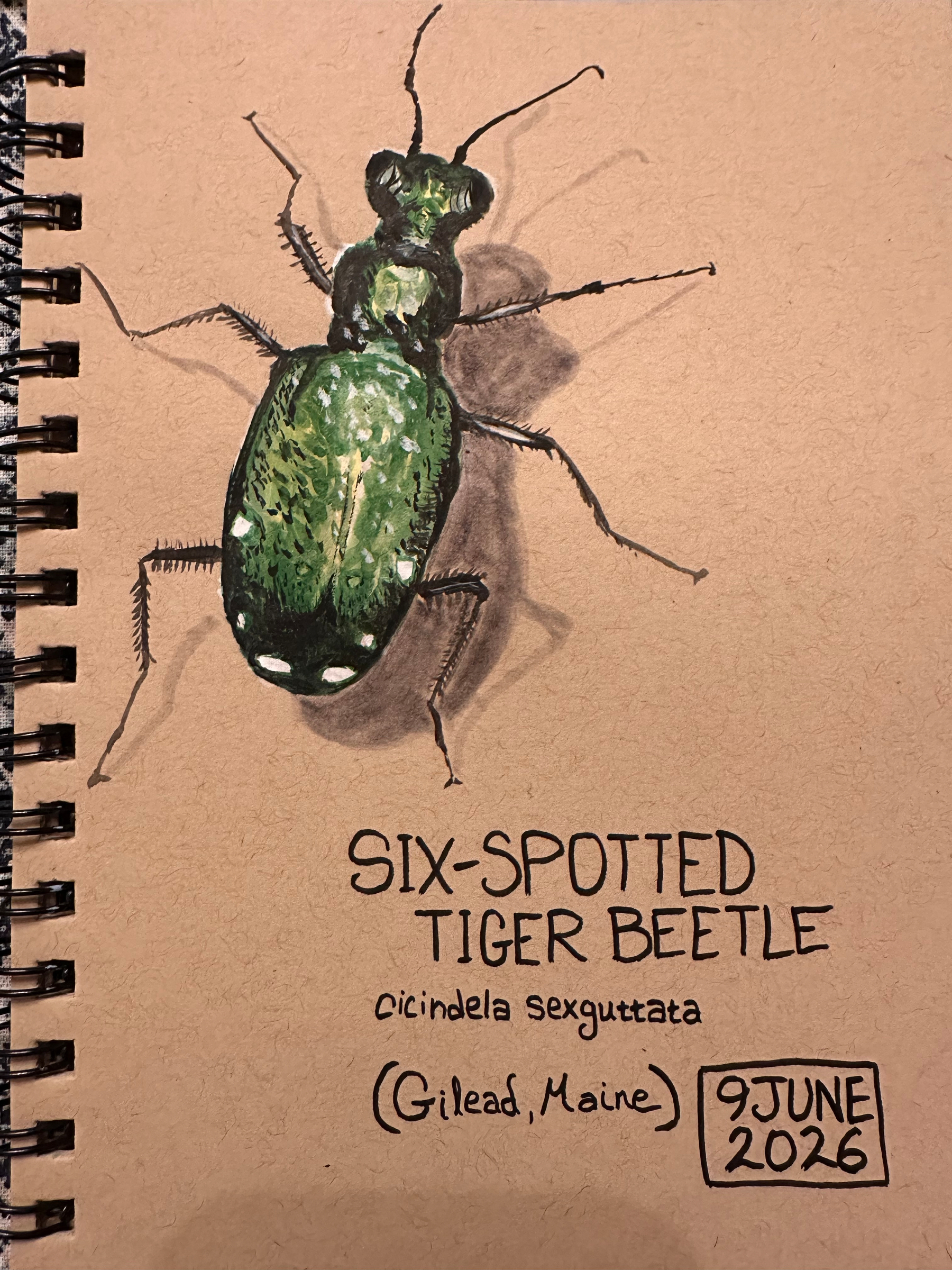 A hand-drawn illustration of a six-spotted tiger beetle is accompanied by text indicating its scientific name, location, and date.