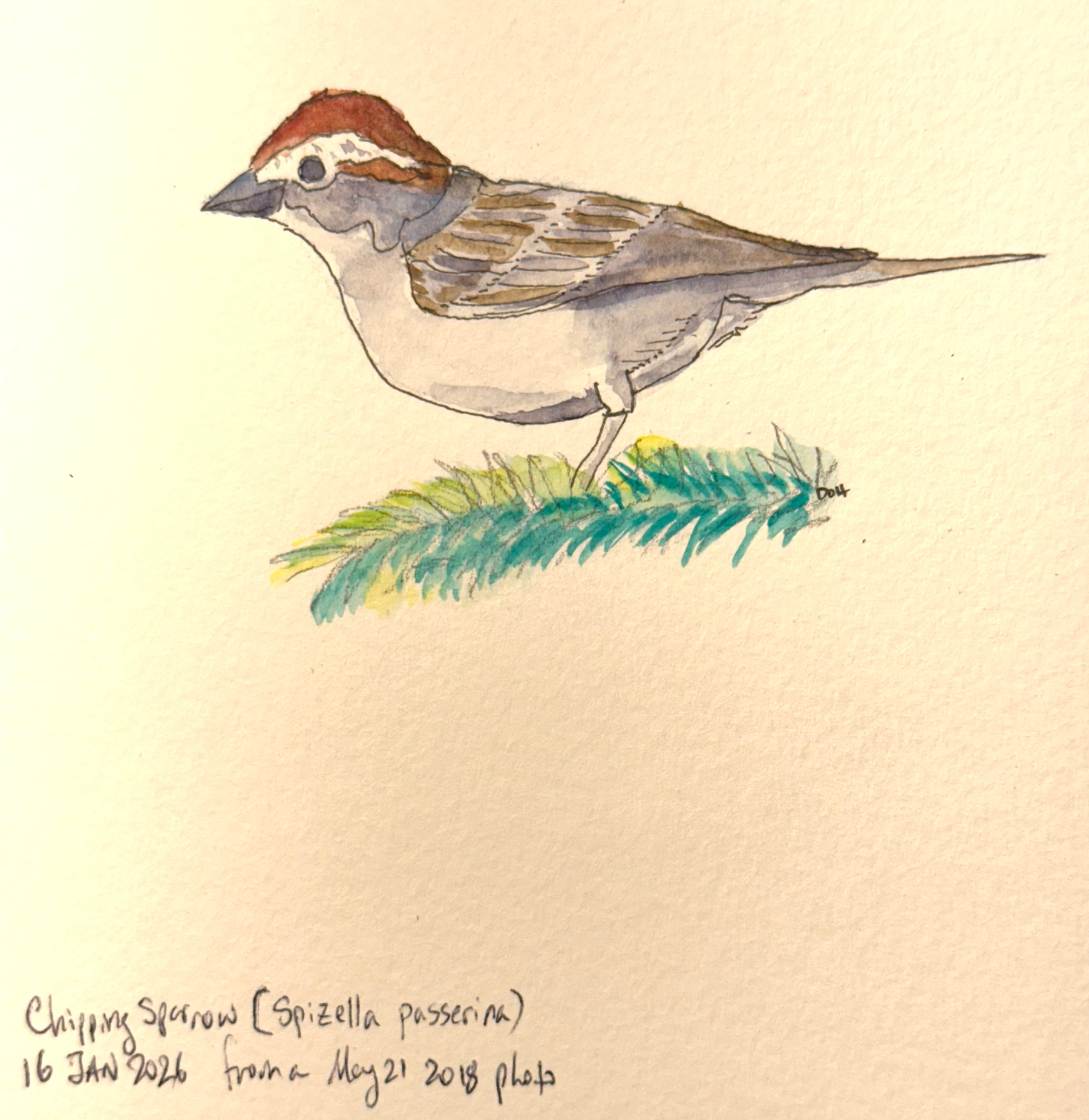 A watercolor painting depicts a Chipping Sparrow perched on greenery, accompanied by handwritten notes.