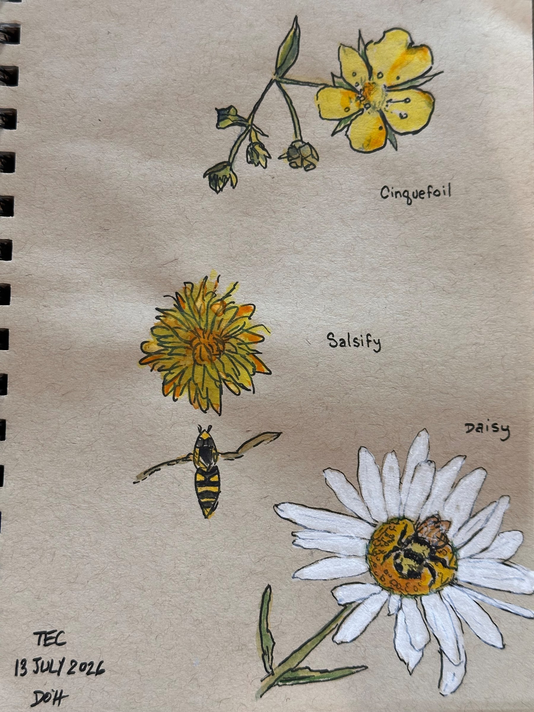 A sketch features three labeled flowers—cinquefoil, salsify, and daisy—along with two insects on and near the flowers.