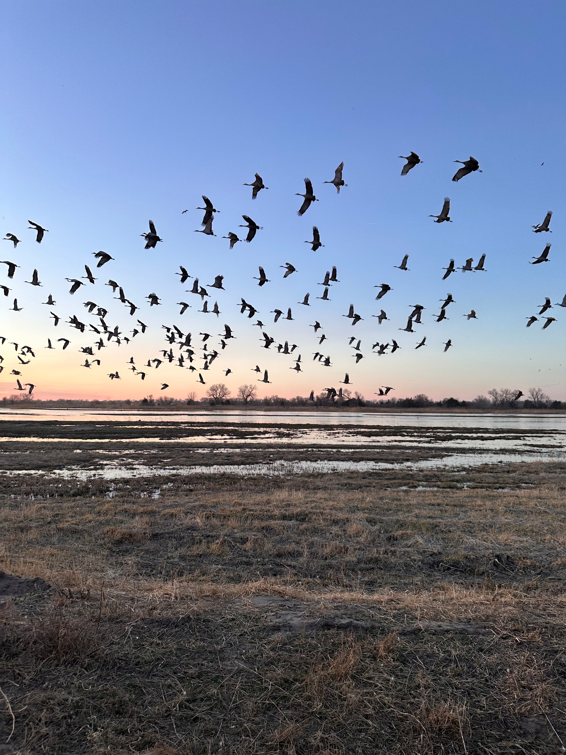 Sandhill cranes fly over the Platte River in Nebraska as the sunset begins