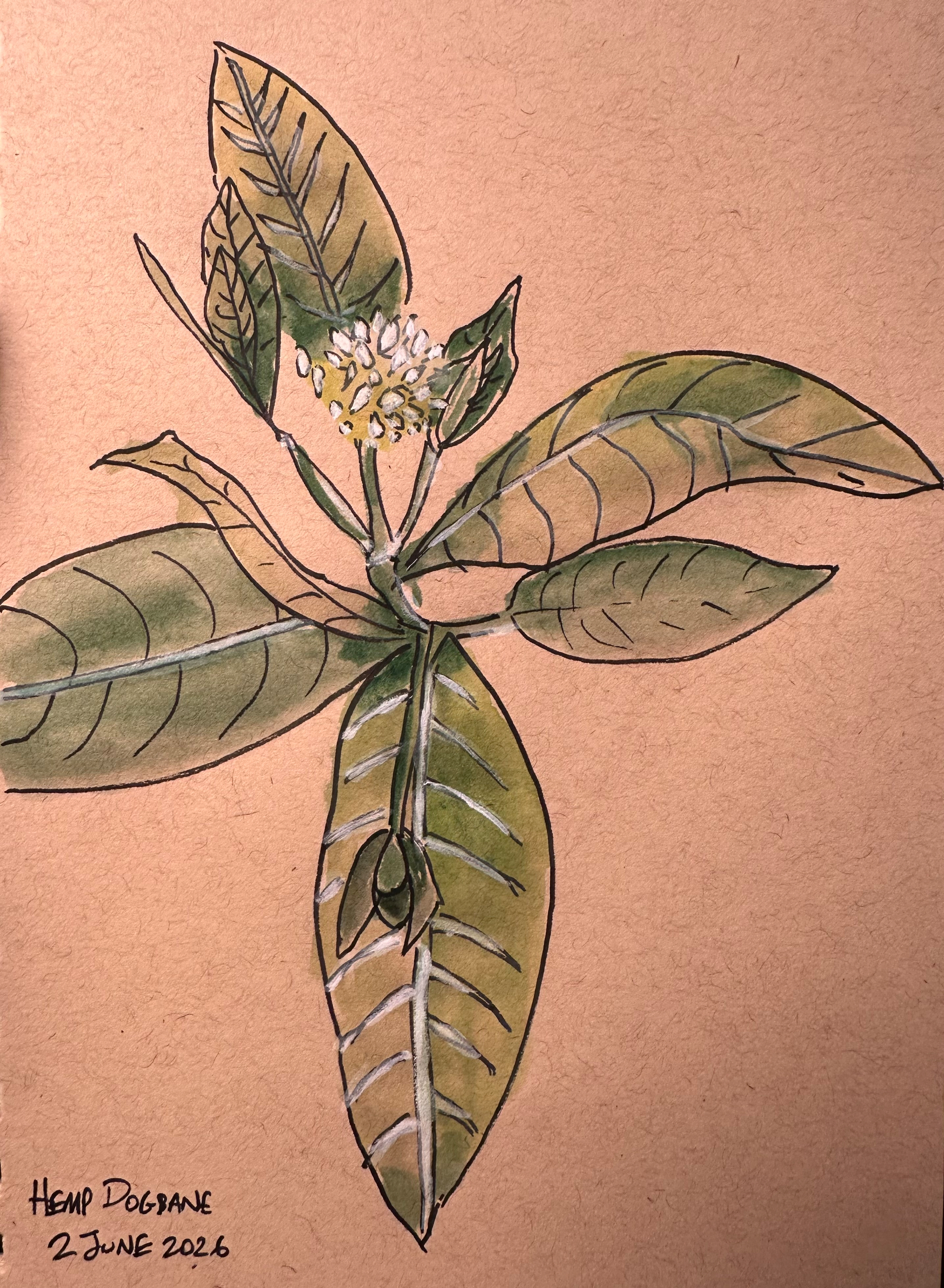 A botanical illustration of a hemp dogbane plant with green leaves and small white flowers is depicted on a brown background.