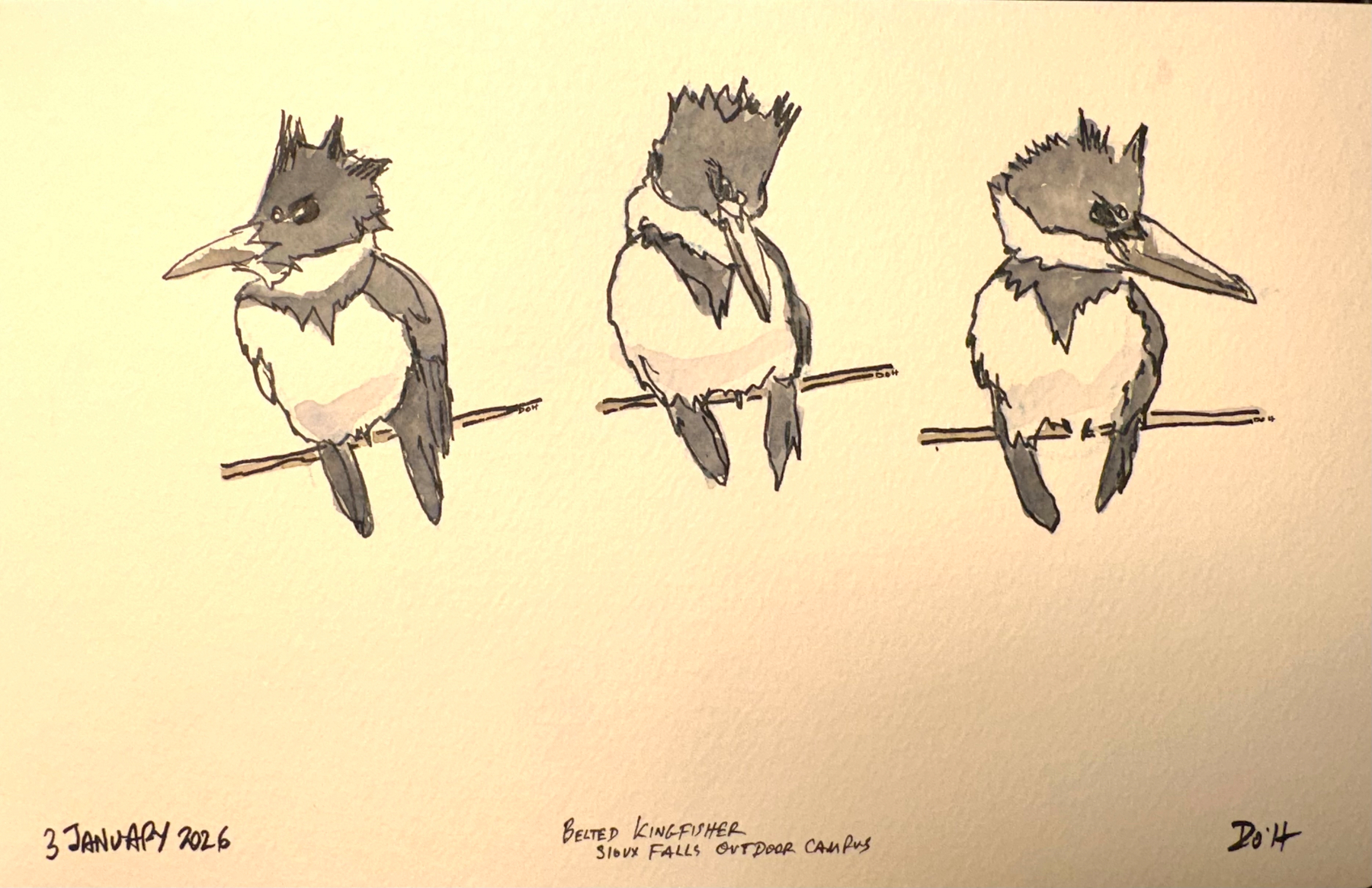 Three sketched kingfishers are perched on branches, labeled as Belted Kingfisher and dated 3 January 2026.