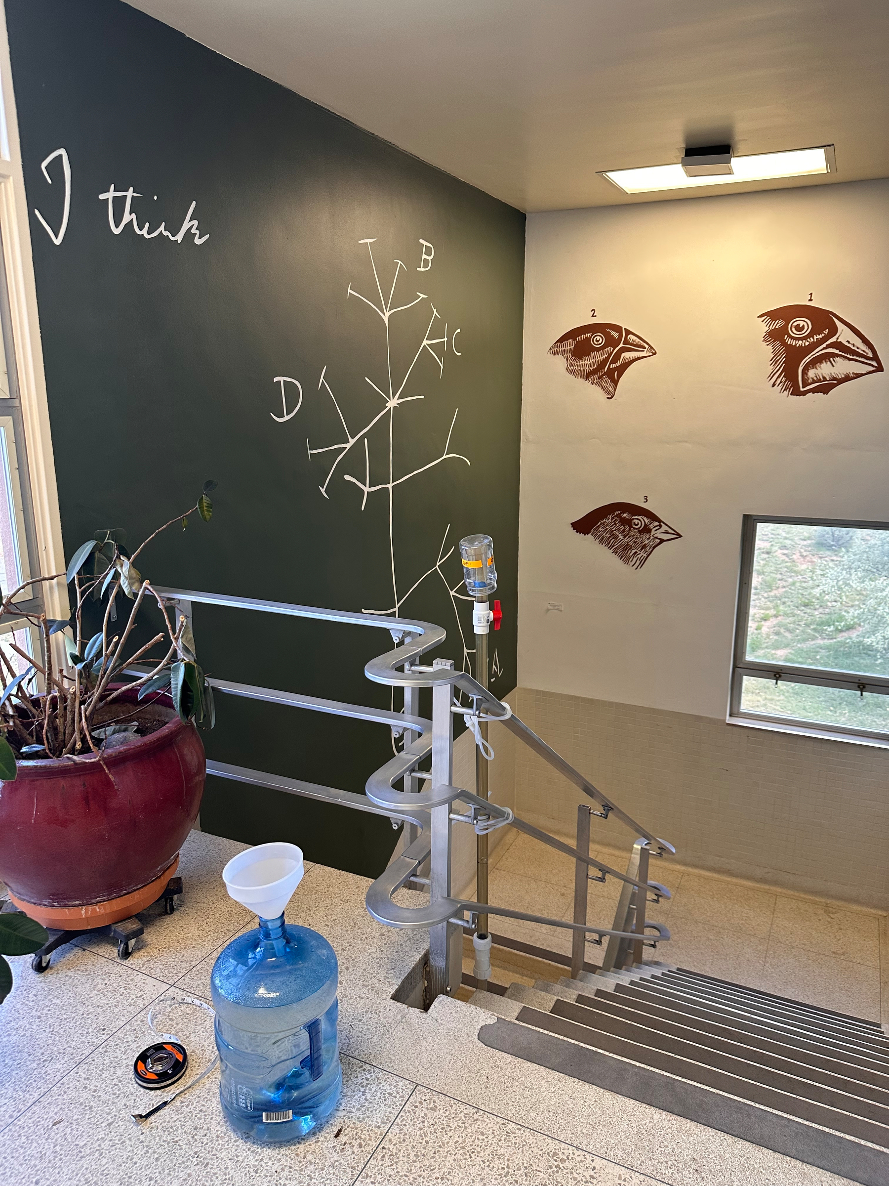 A hallway features a chalk drawing of a tree diagram on a green wall, a potted plant, a water cooler with a funnel, and bird illustrations.