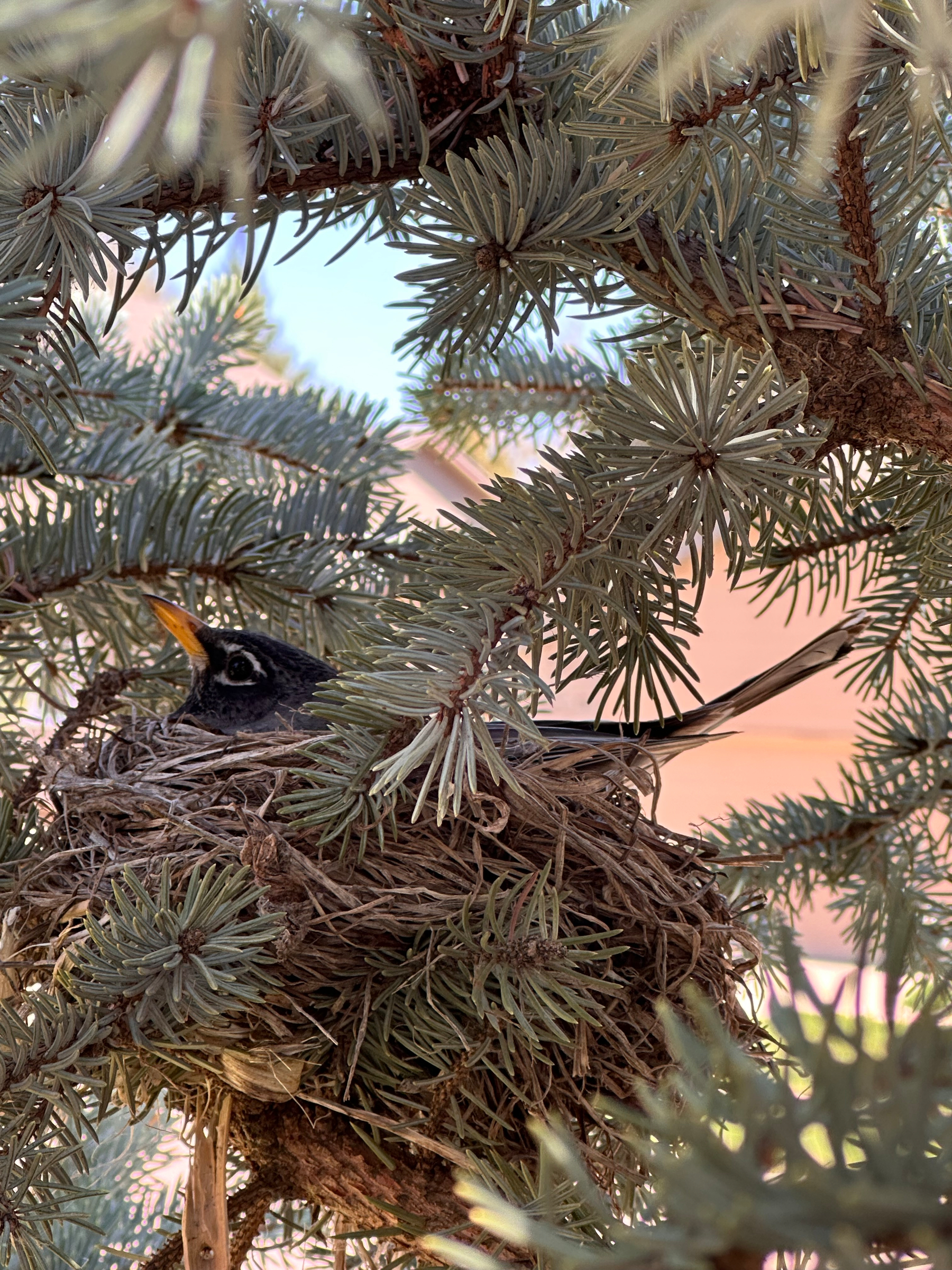 An American robin is nestled in a branch-built nest among dense evergreen foliage.