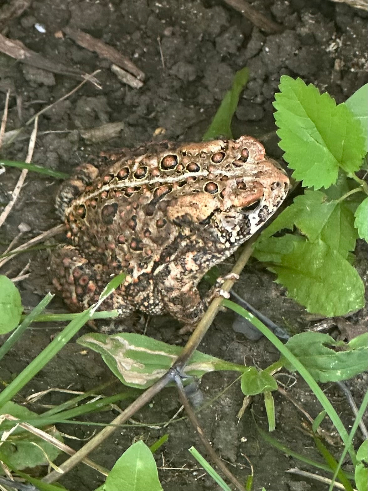 A brown and black patterned toad is sitting on the soil surrounded by green leaves and grass.