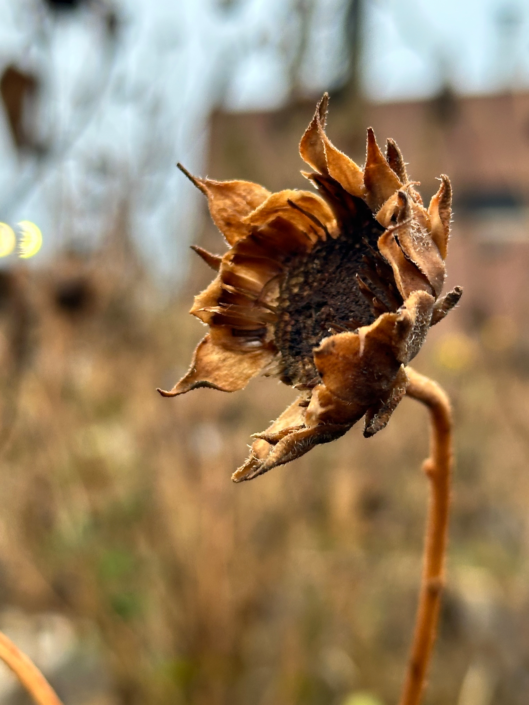 A close-up of a dried, withered flower against a blurred outdoor background.