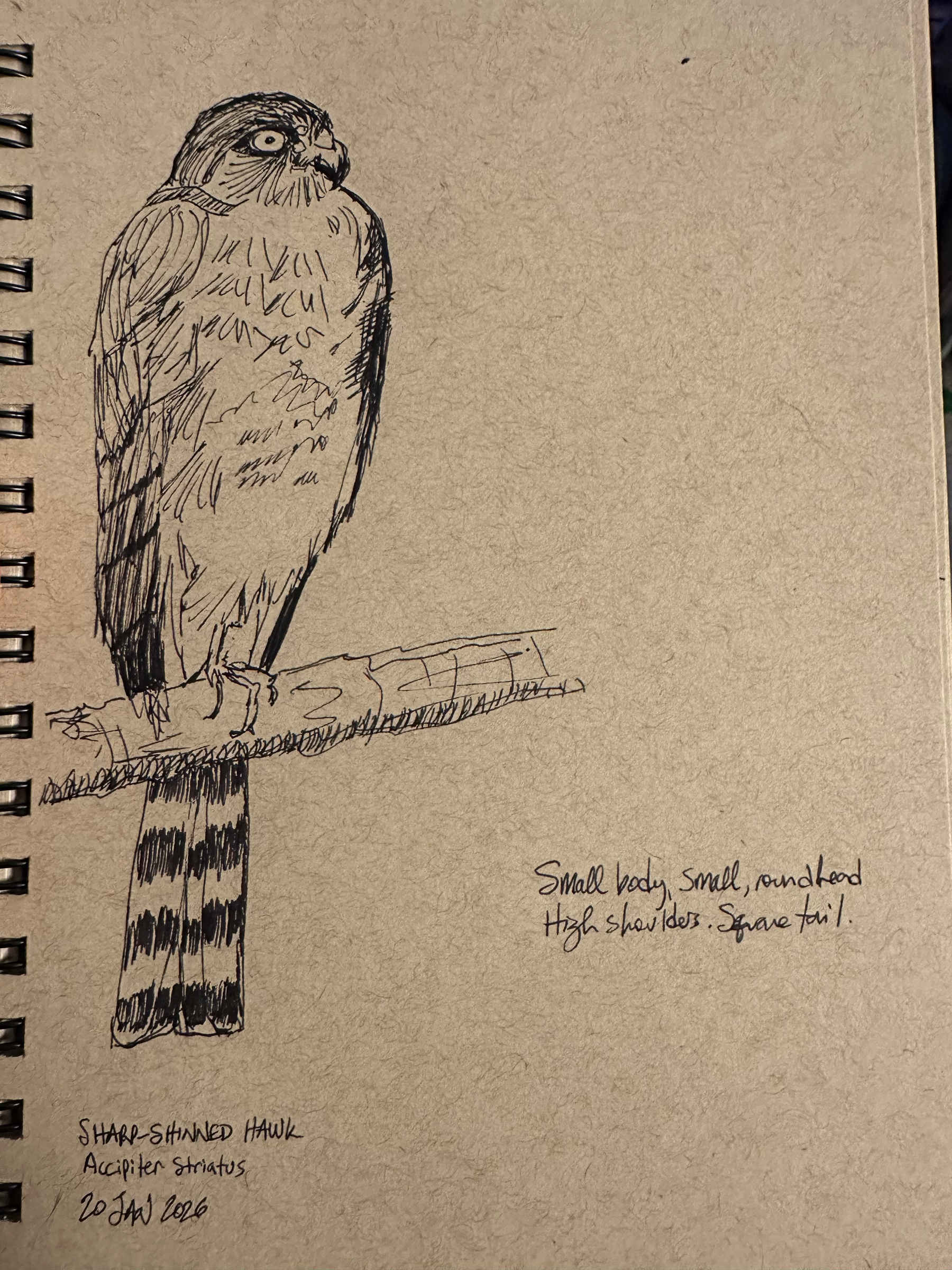 Black ink sketch of a sharp-shinned hawk perched on a branch 