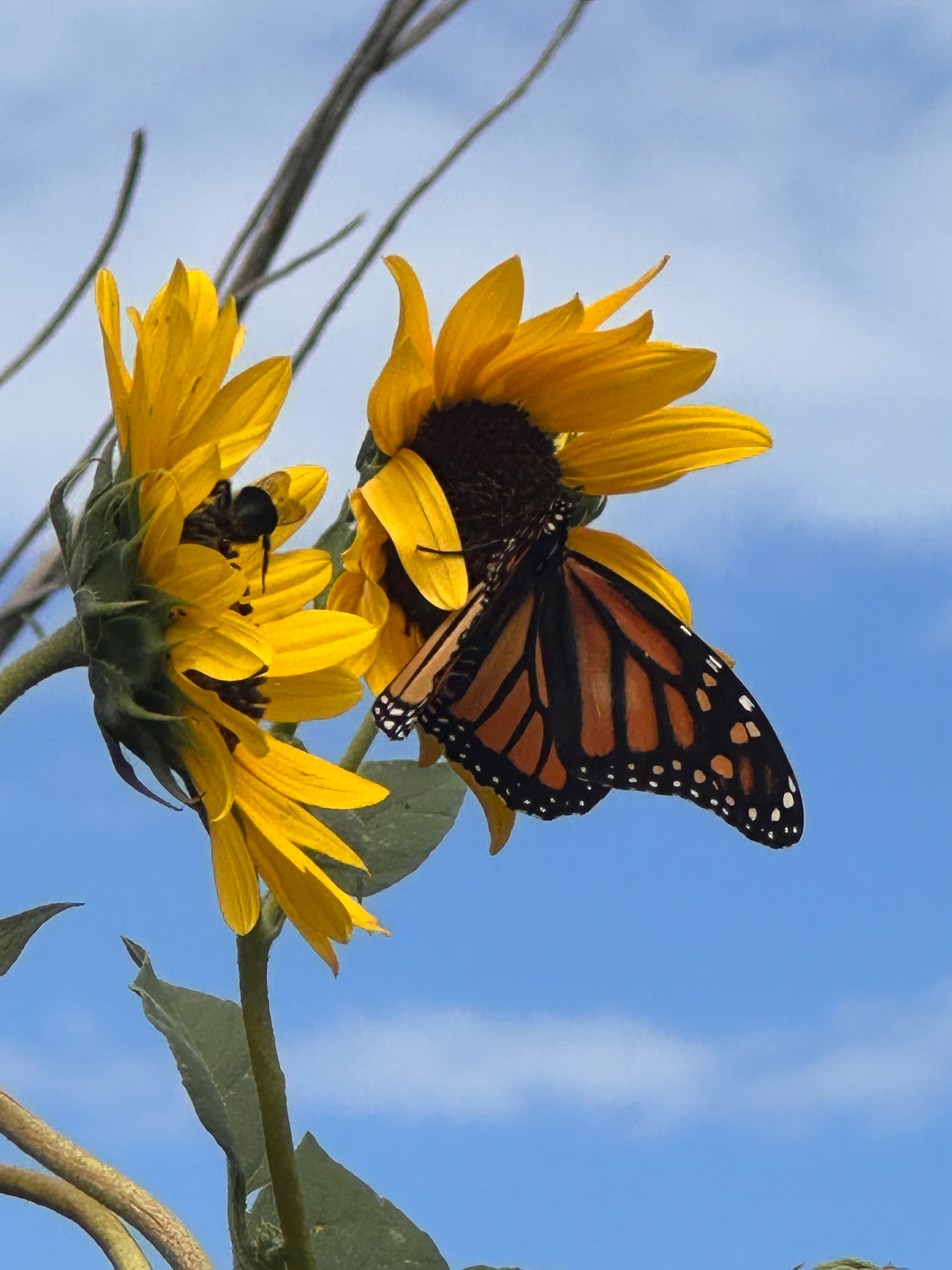 A monarch butterfly and a bee are perched on bright yellow sunflowers against a clear blue sky.