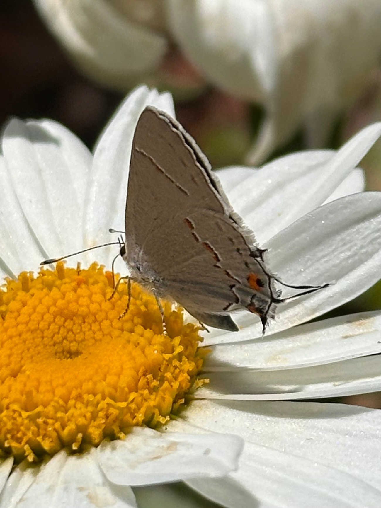 A hairstreak butterfly with delicate brown wings is perched on the vibrant yellow center of a white daisy flower.