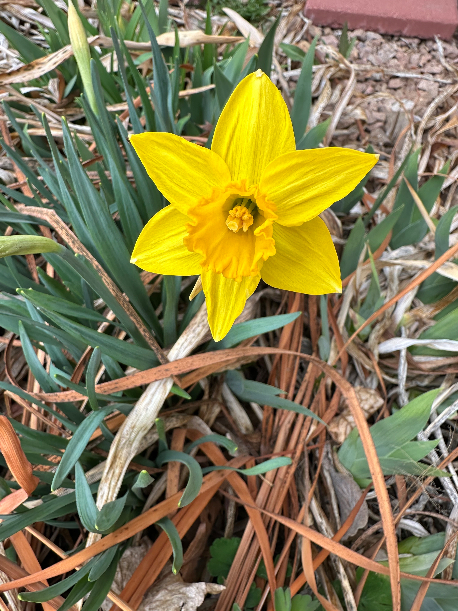 A yellow blossom of a daffodil rises among dry brown leaves and a few green shoots