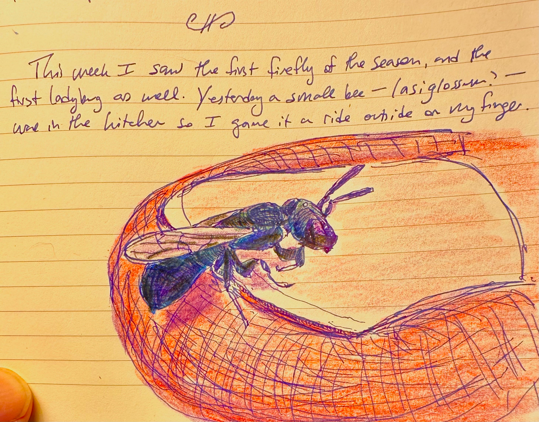 A handwritten note in a notebook describes a person's observation of insects, accompanied by a colored drawing of a bee resting on a finger.