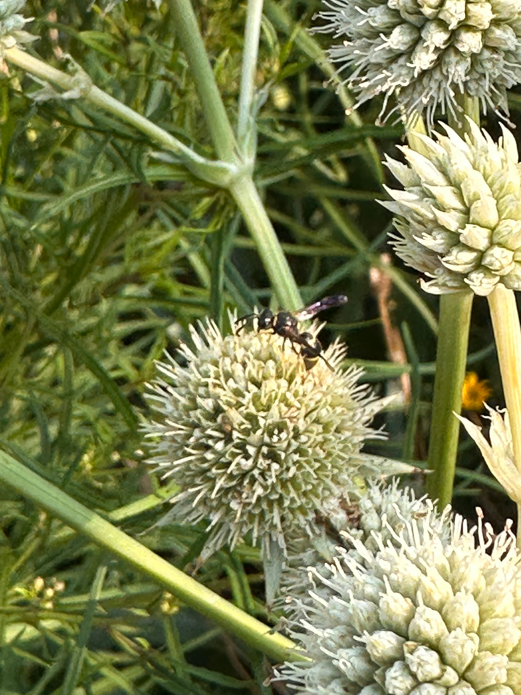 A small black insect is perched on a spiky, round white flower among green foliage. Cerceris fumipennis, I think.
