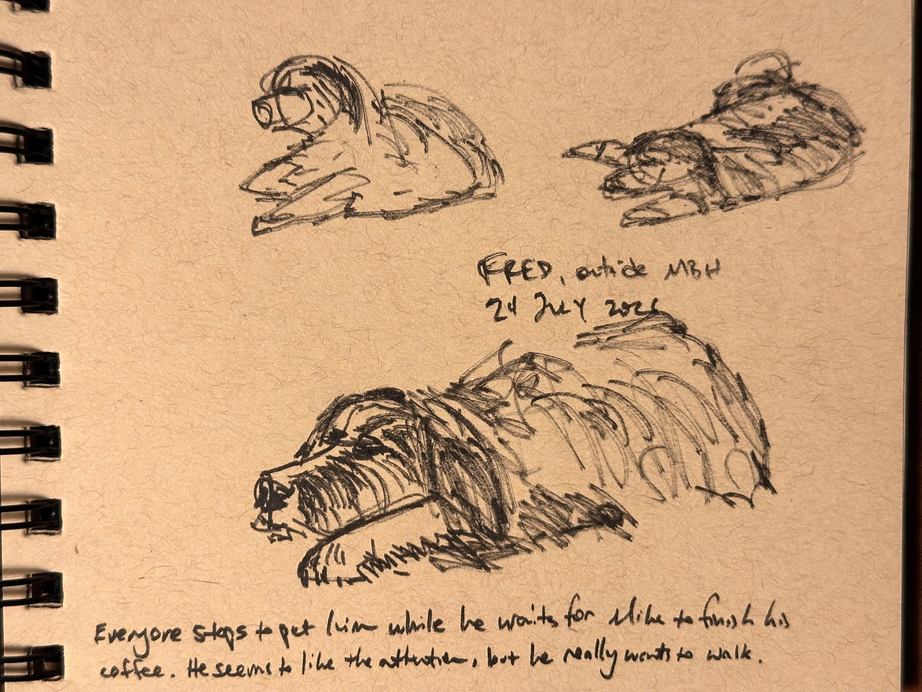 Three rough sketches of a dog lying down are depicted alongside handwritten notes about the dog named Fred waiting outside MBH on July 24, 2026.