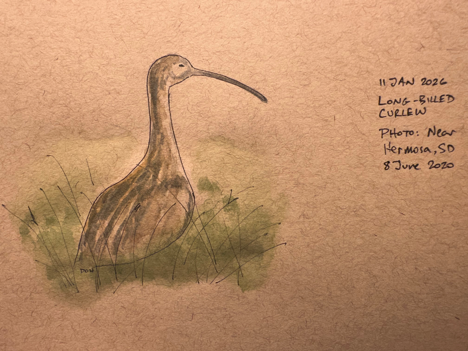 A long-billed curlew is depicted on a textured background, accompanied by handwritten notes about its location and date.