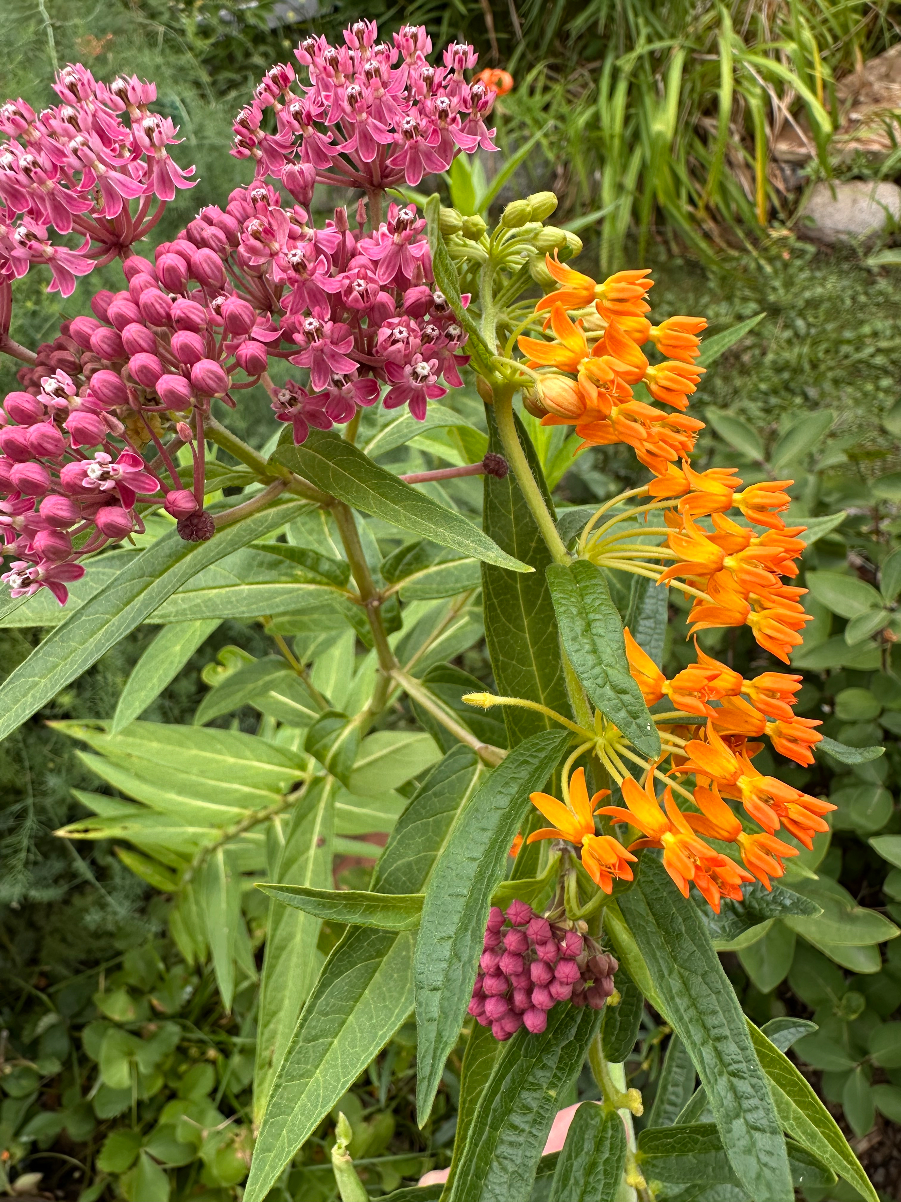 Clusters of vibrant pink and orange milkweed flowers are surrounded by green foliage in a garden setting.