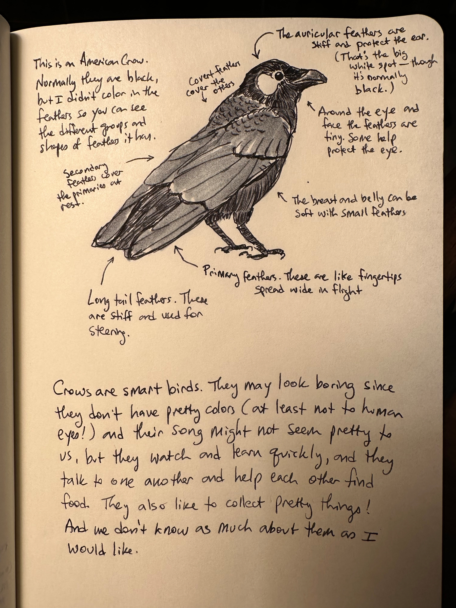 A detailed sketch of an American crow accompanied by handwritten annotations and explanations about its features and behavior.