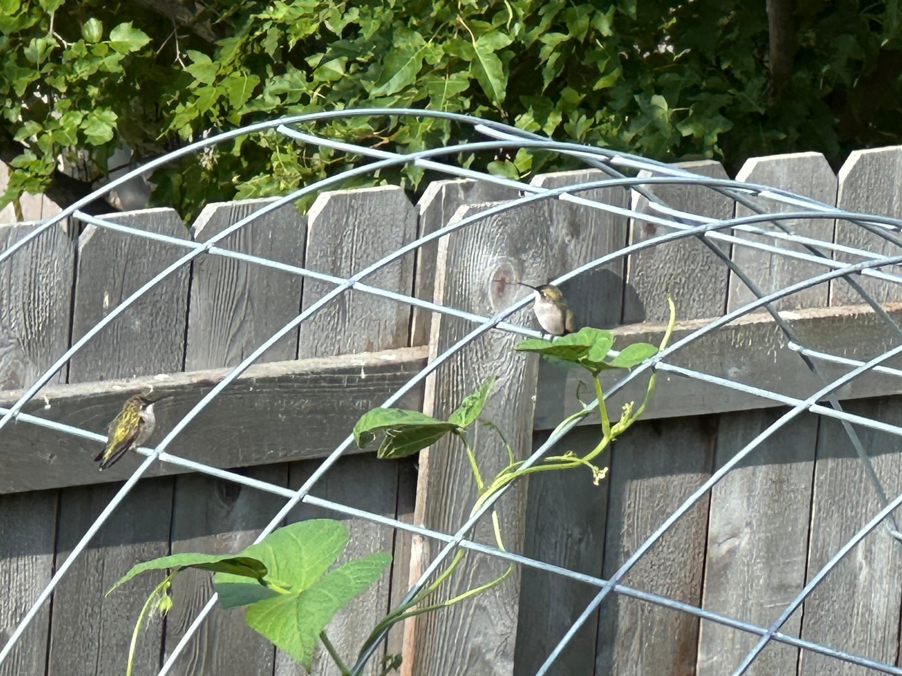Two small birds are perched on a metal garden trellis in front of a wooden fence with greenery in the background.