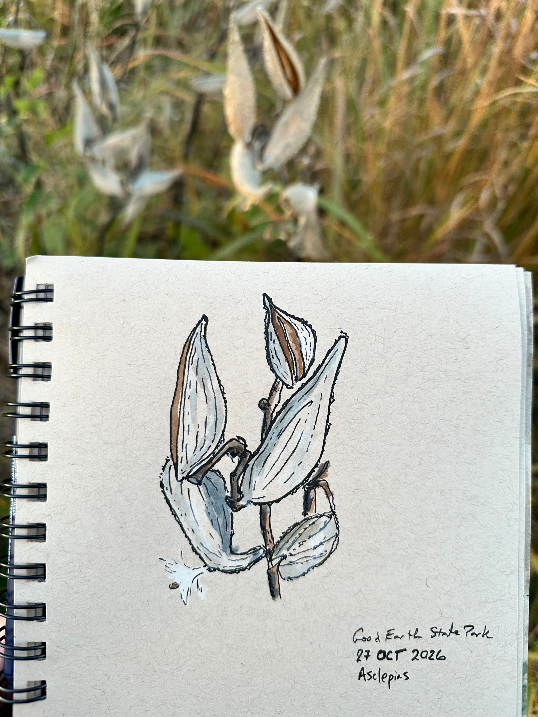 A detailed botanical sketch of milkweed seed pods labeled Good Earth State Park 27 OCT 2026 Asclepias is held up against a blurred natural background.