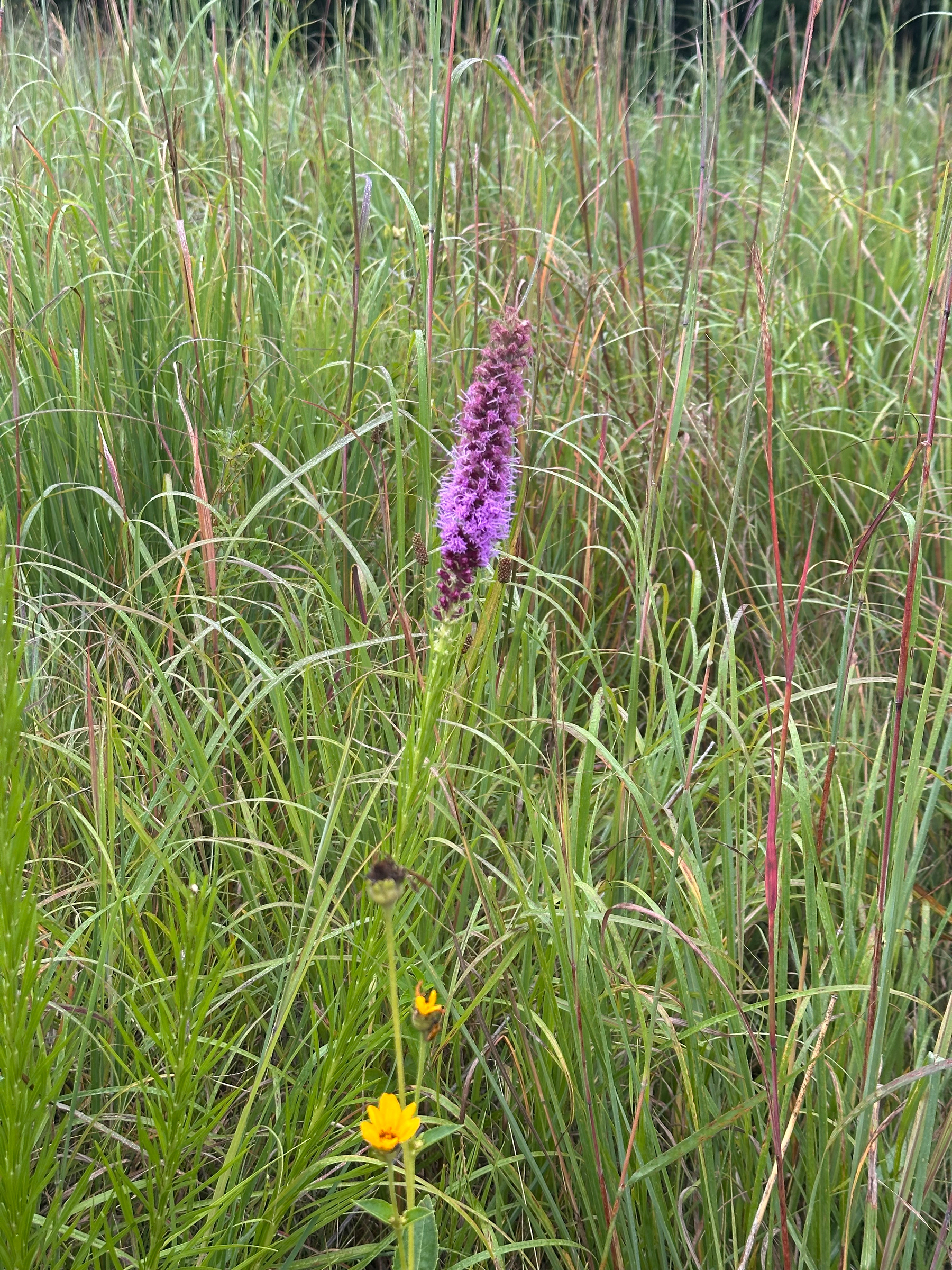 A single tall purple flower stands amidst a dense patch of green grass with a small yellow flower visible near the bottom.  Liatris. 