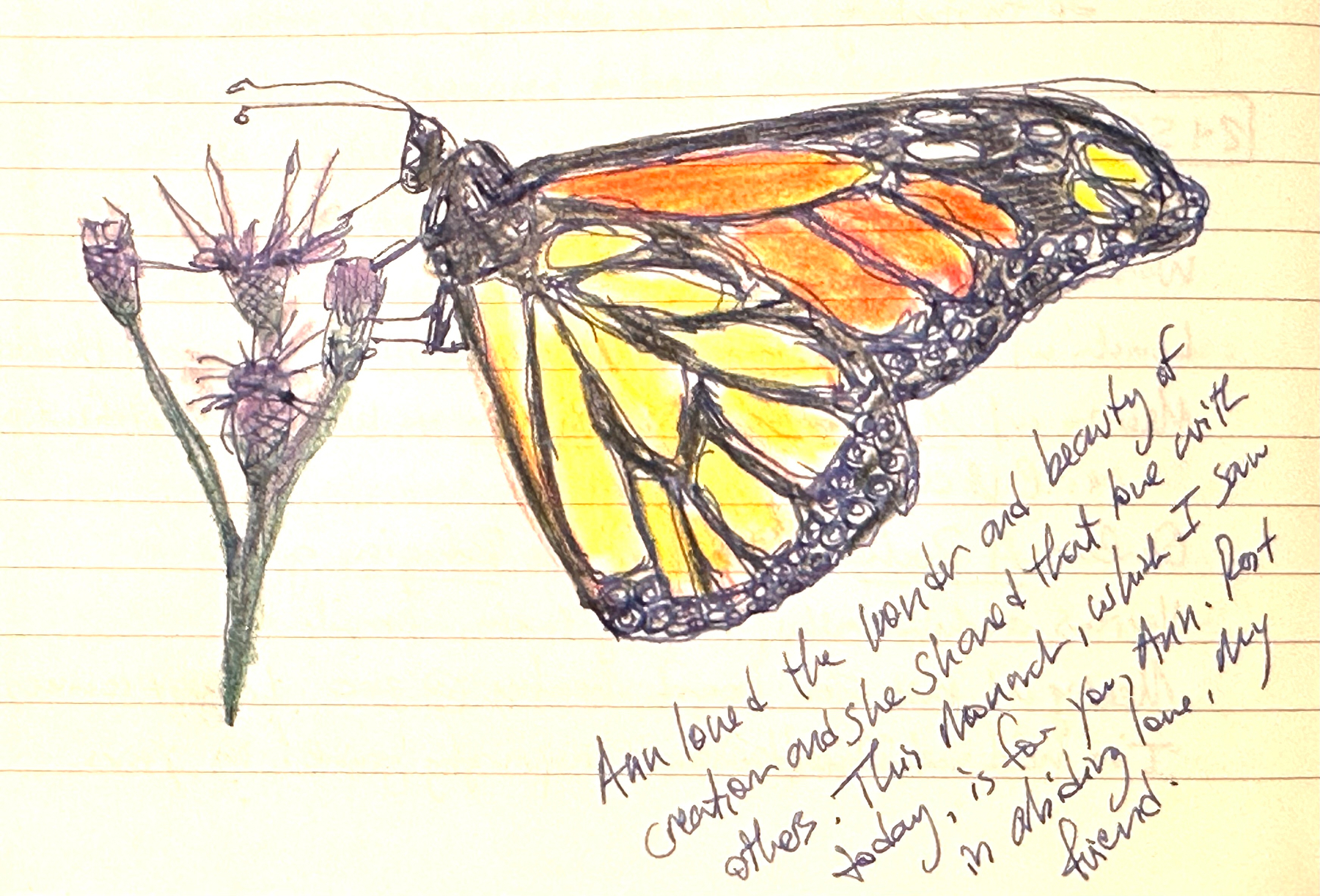 sketch of a monarch butterfly on ironweed in colored pencils on lined paper with notes about Ann, who loved the wonder and beauty of creation