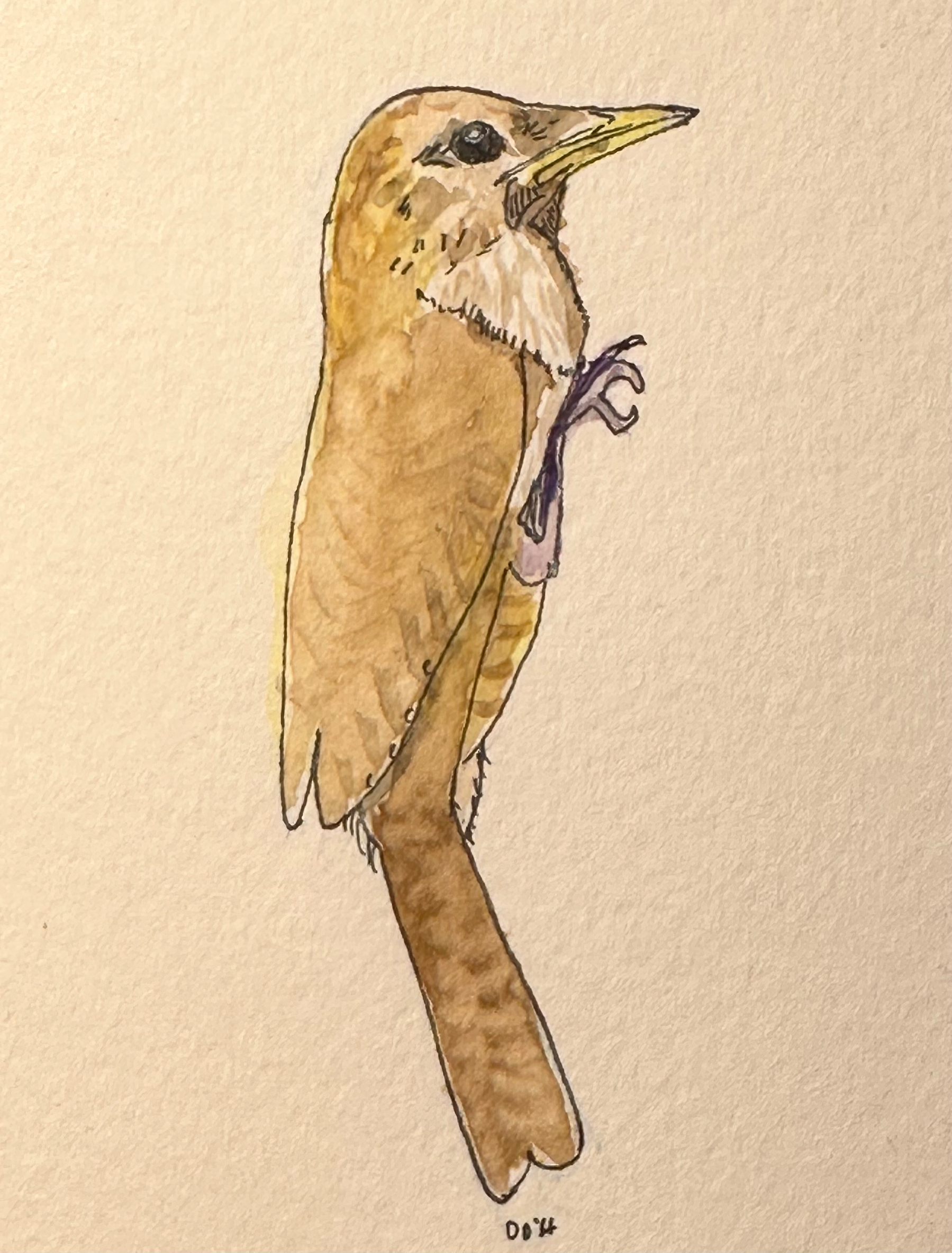 A watercolor painting depicts a brown bird with a long tail and a sharp beak, perched on a surface.