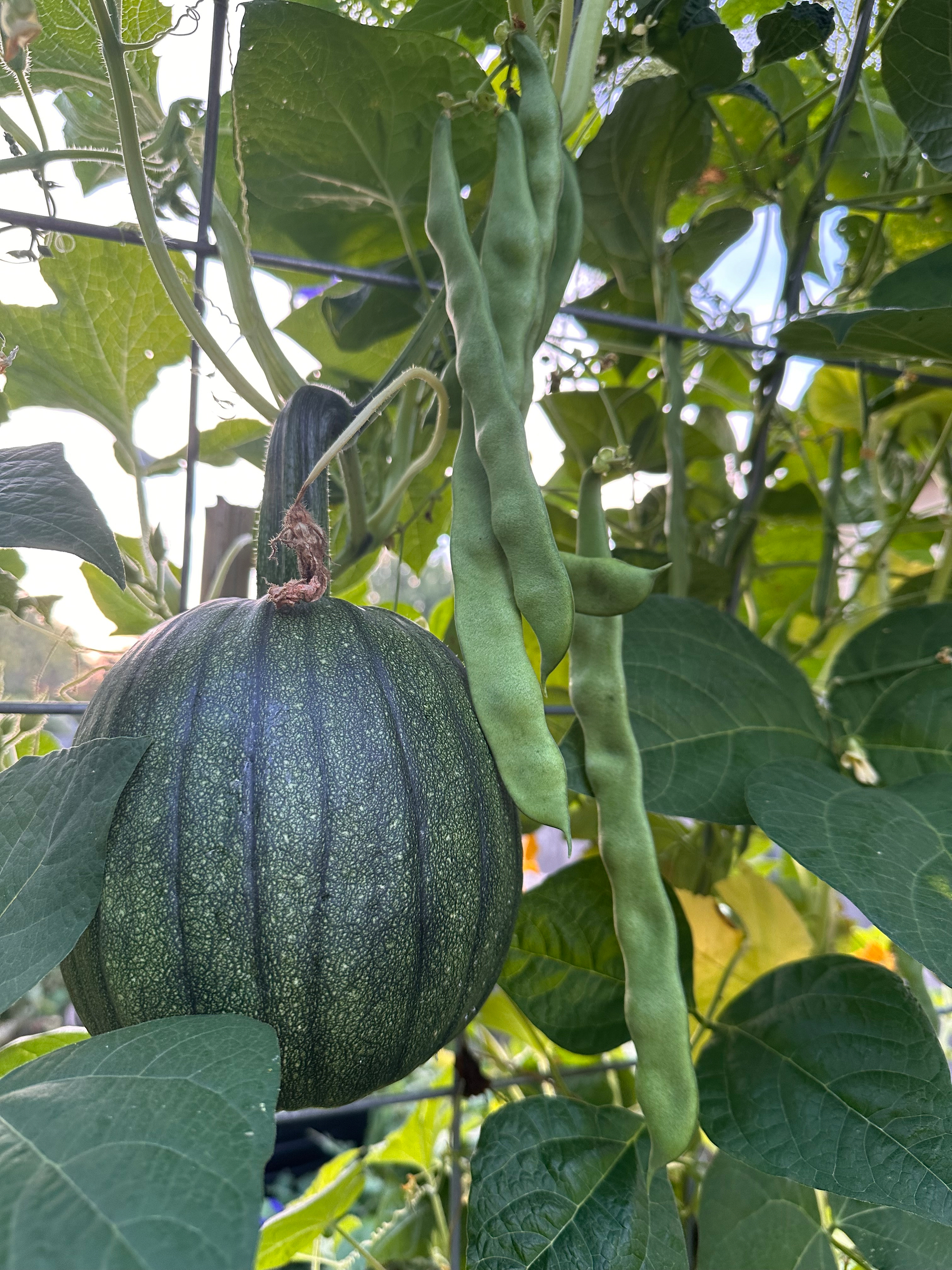 A round, green pumpkin hangs alongside clusters of long, green beans on a vine surrounded by lush foliage.