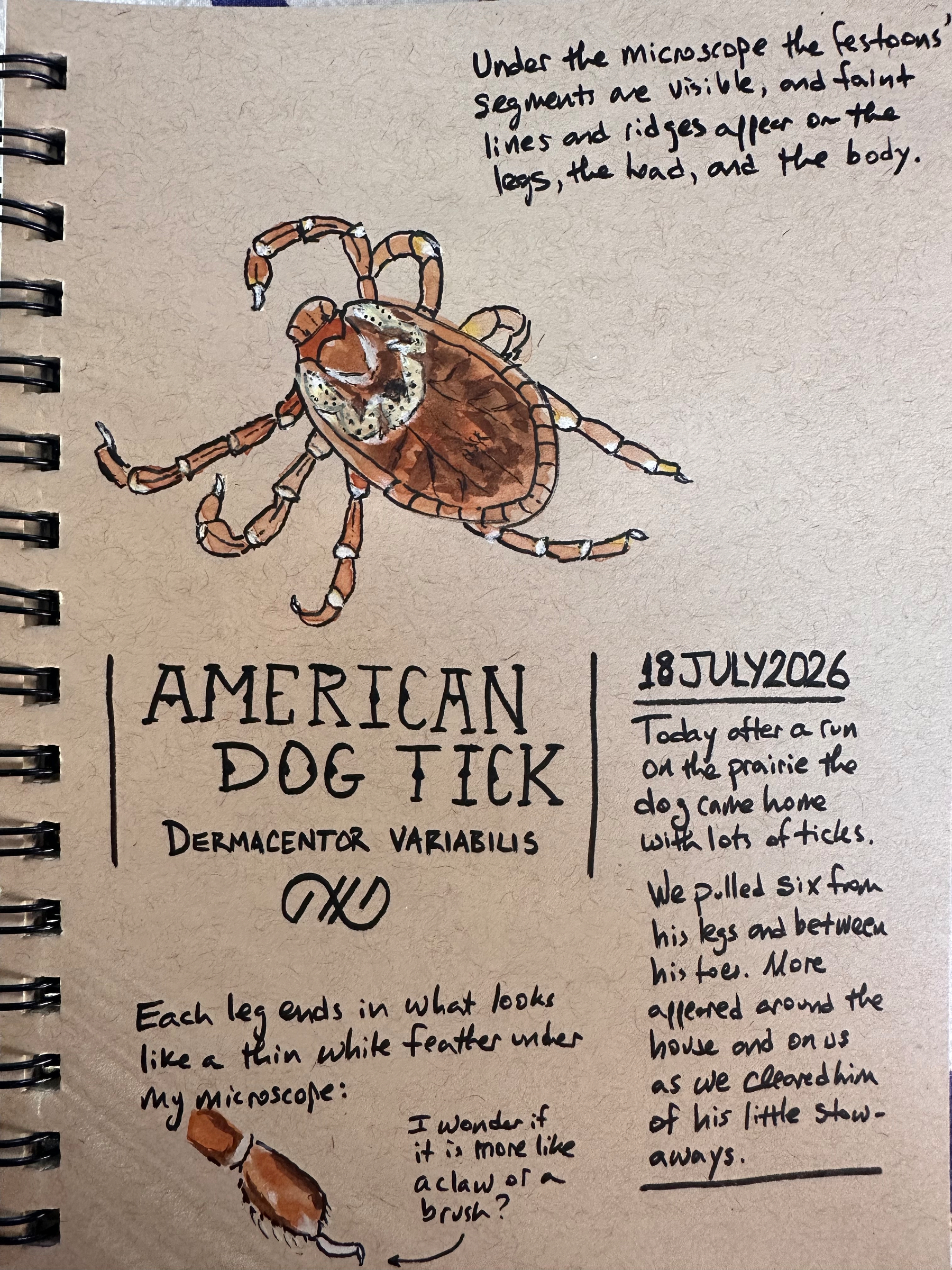 A detailed sketch of an American dog tick (Dermacentor variabilis) with handwritten notes about its microscopic features, a personal account of finding ticks on a dog, and the date 18 July 2026.