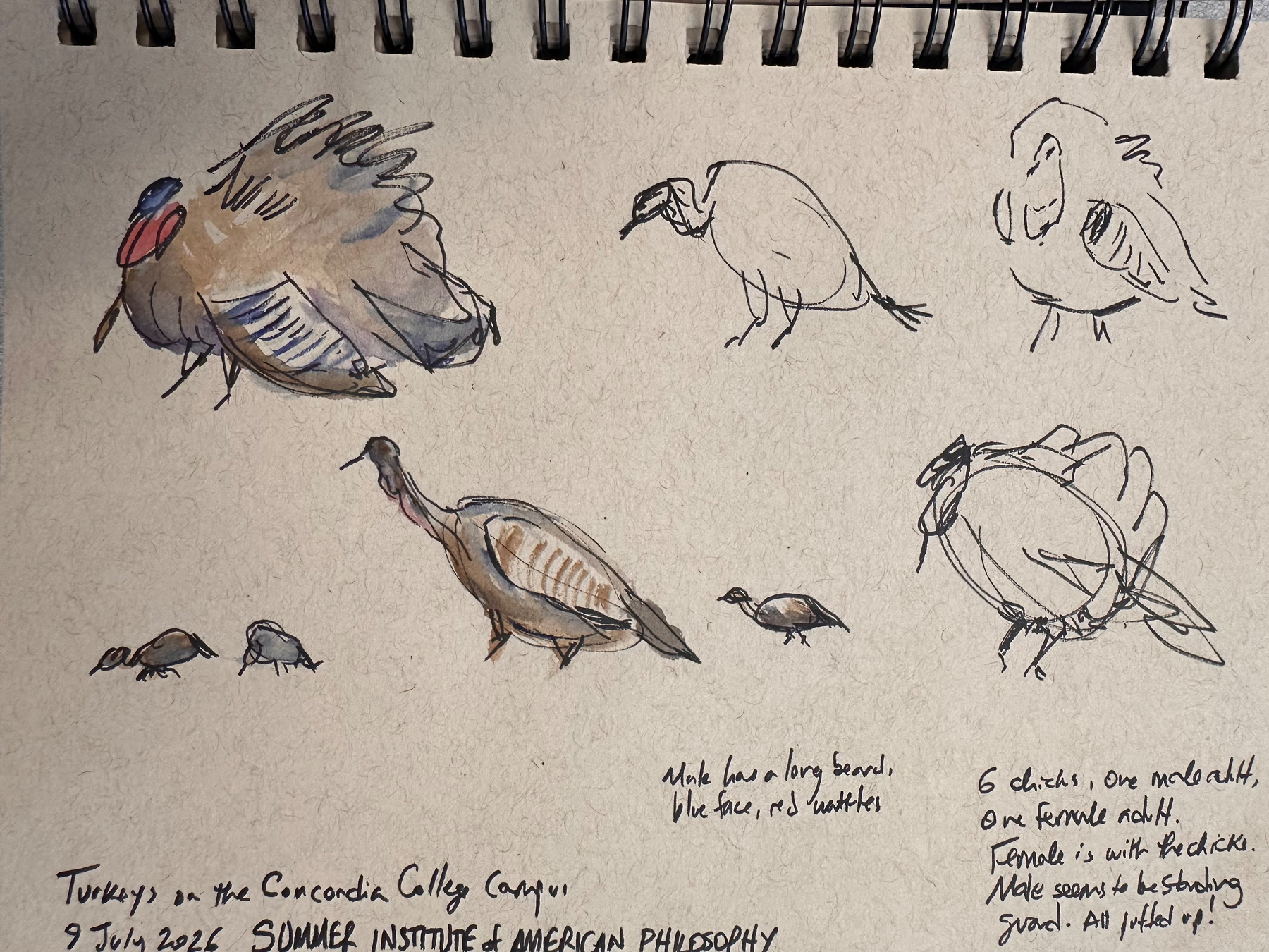 Several quick sketches of turkeys, including adults and chicks, are drawn on a sketchpad with handwritten notes about their characteristics.