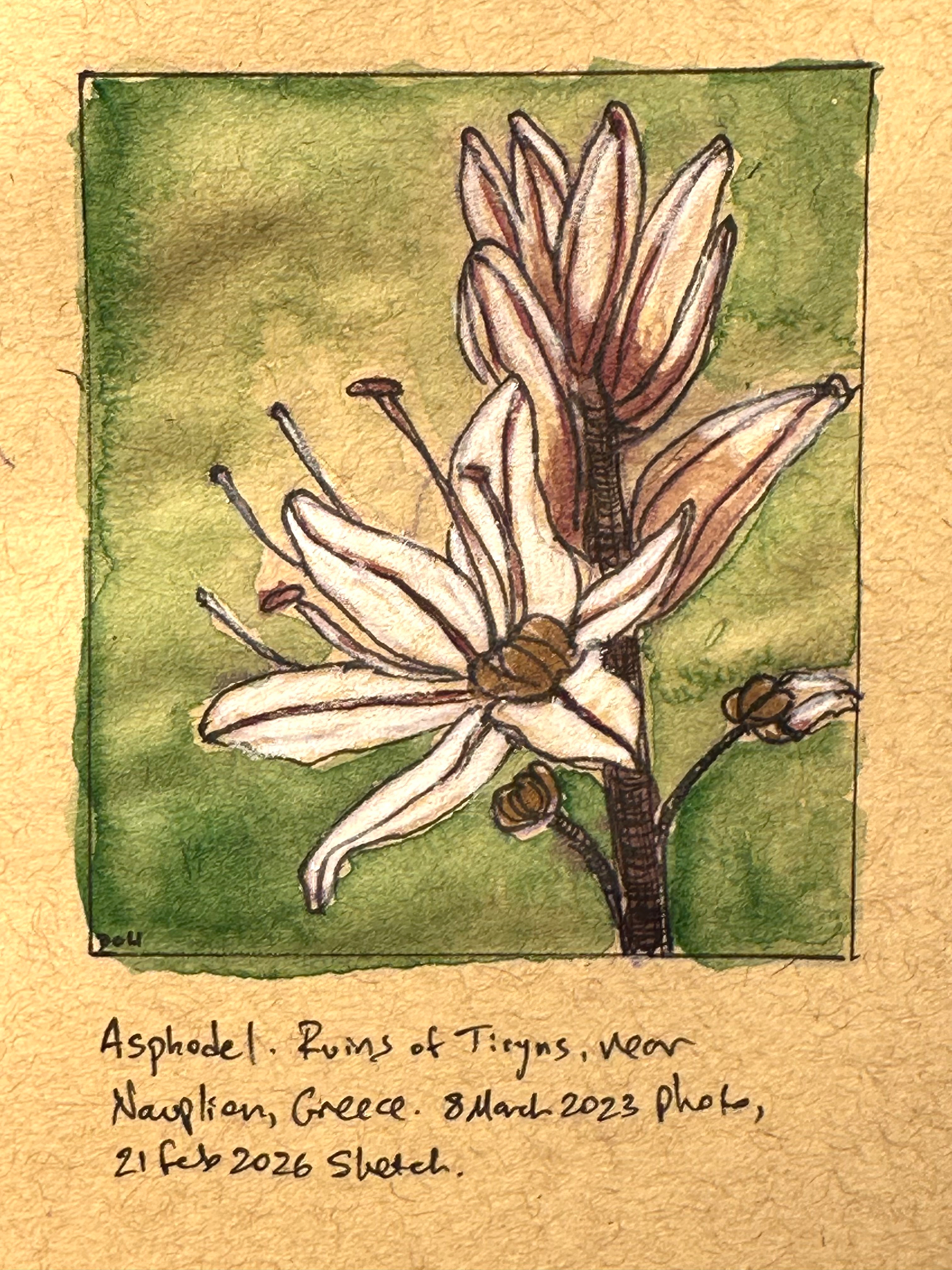 A detailed sketch of an asphodel flower with a green background is accompanied by handwritten notes about its location and date.