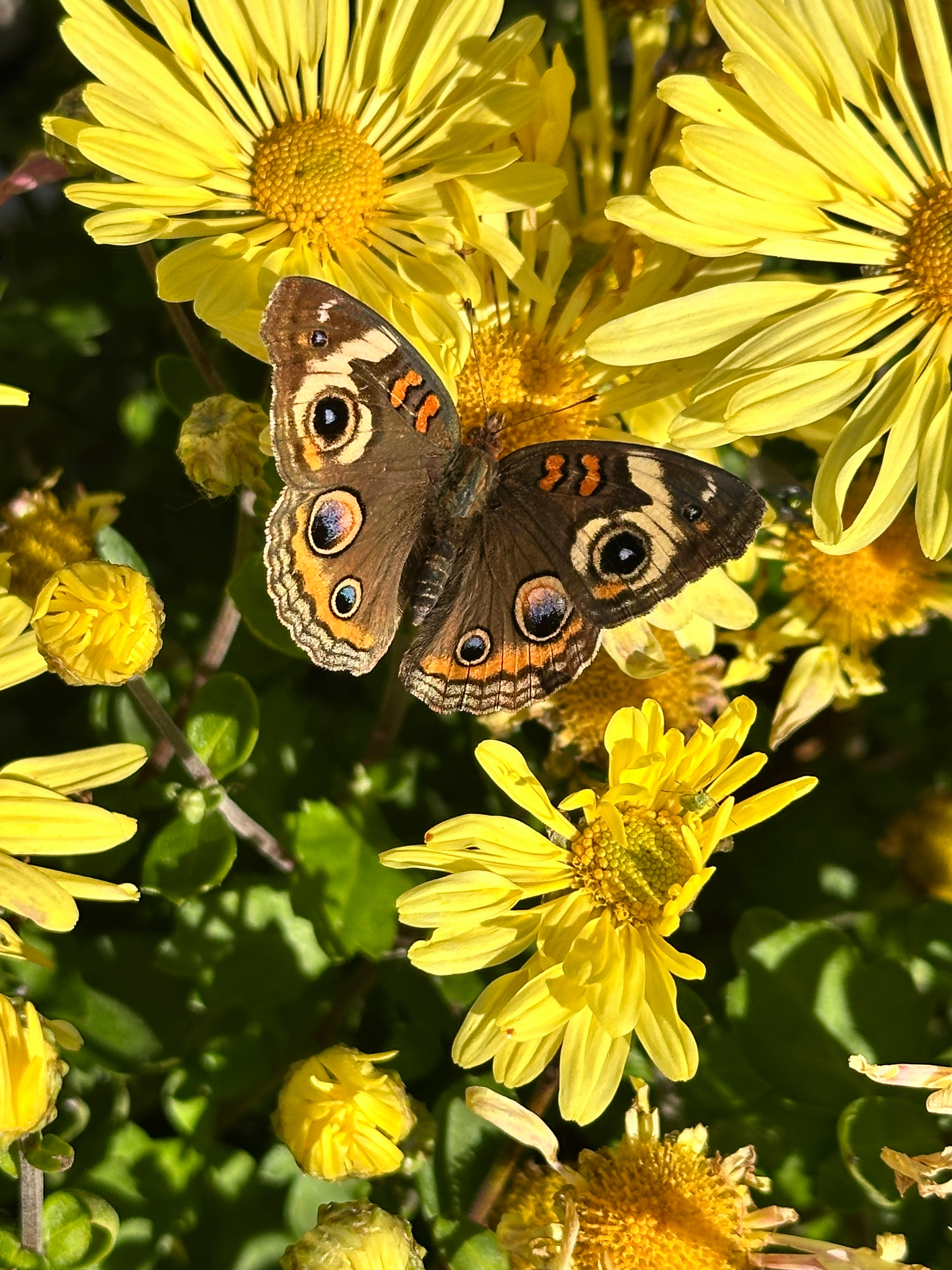A brown butterfly with eye-like patterns on its wings is perched on vibrant yellow flowers.