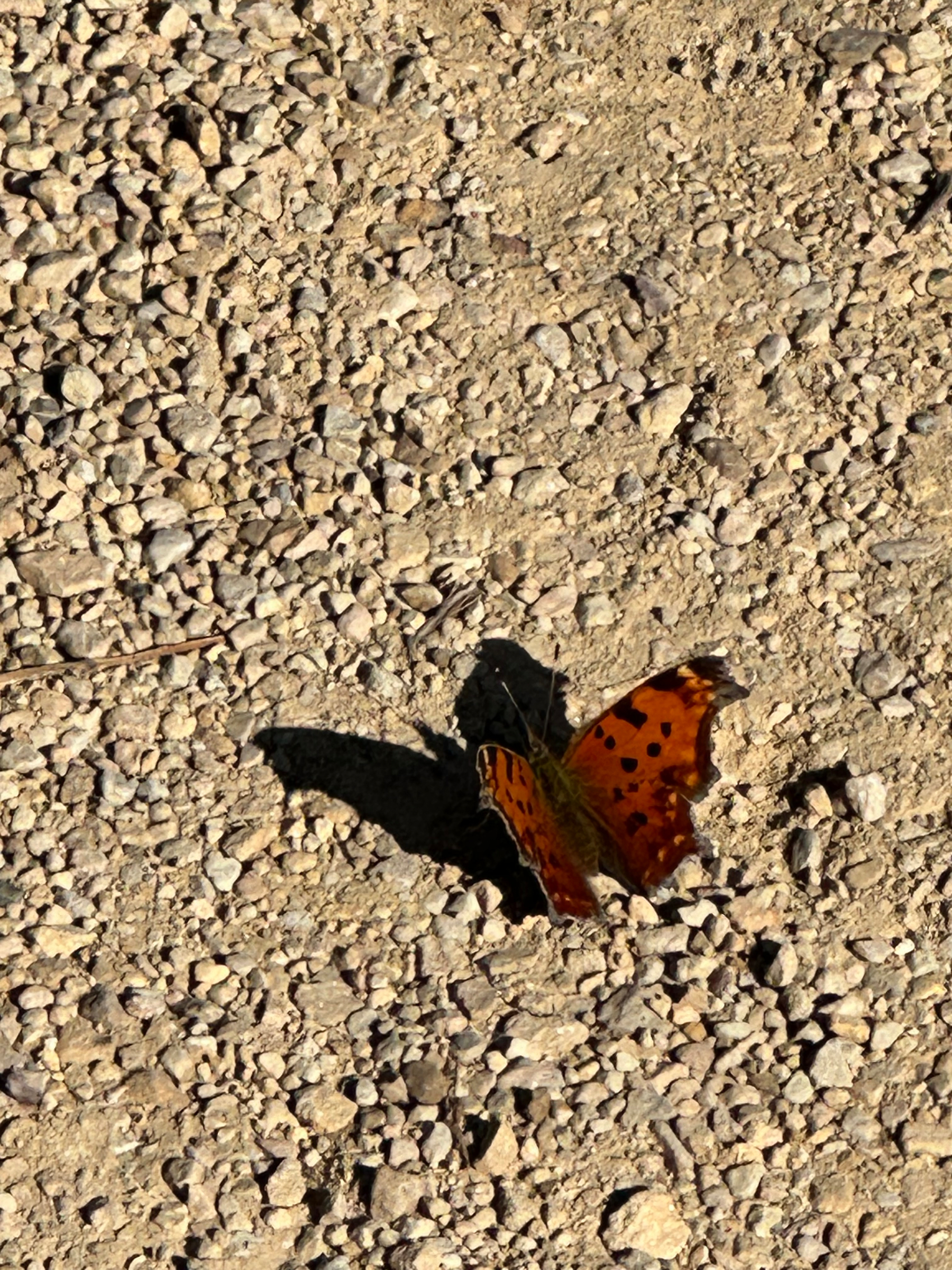 A vibrant orange and black butterfly is perched on a gravelly, sunlit surface.